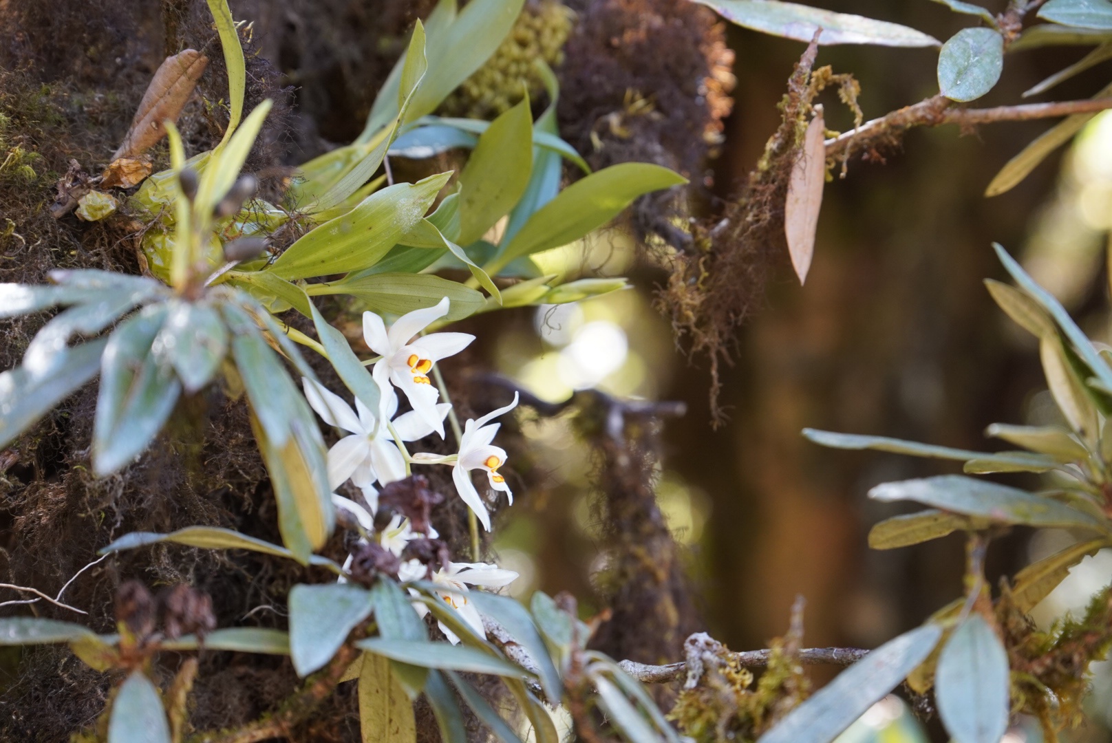 Stunning Orchid in Bloom