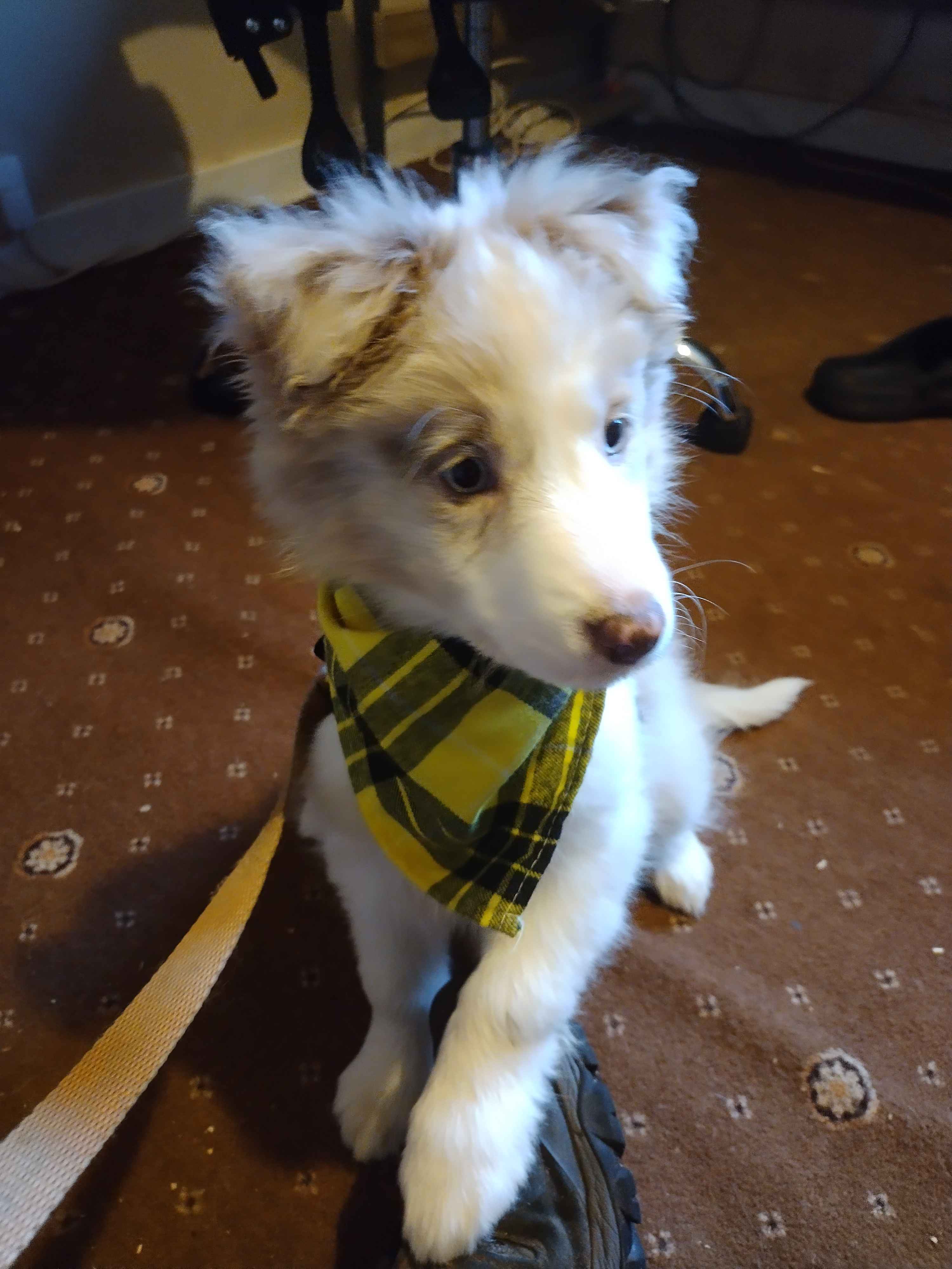 Check Out This Adorably Cute Snapshot of My Pup!