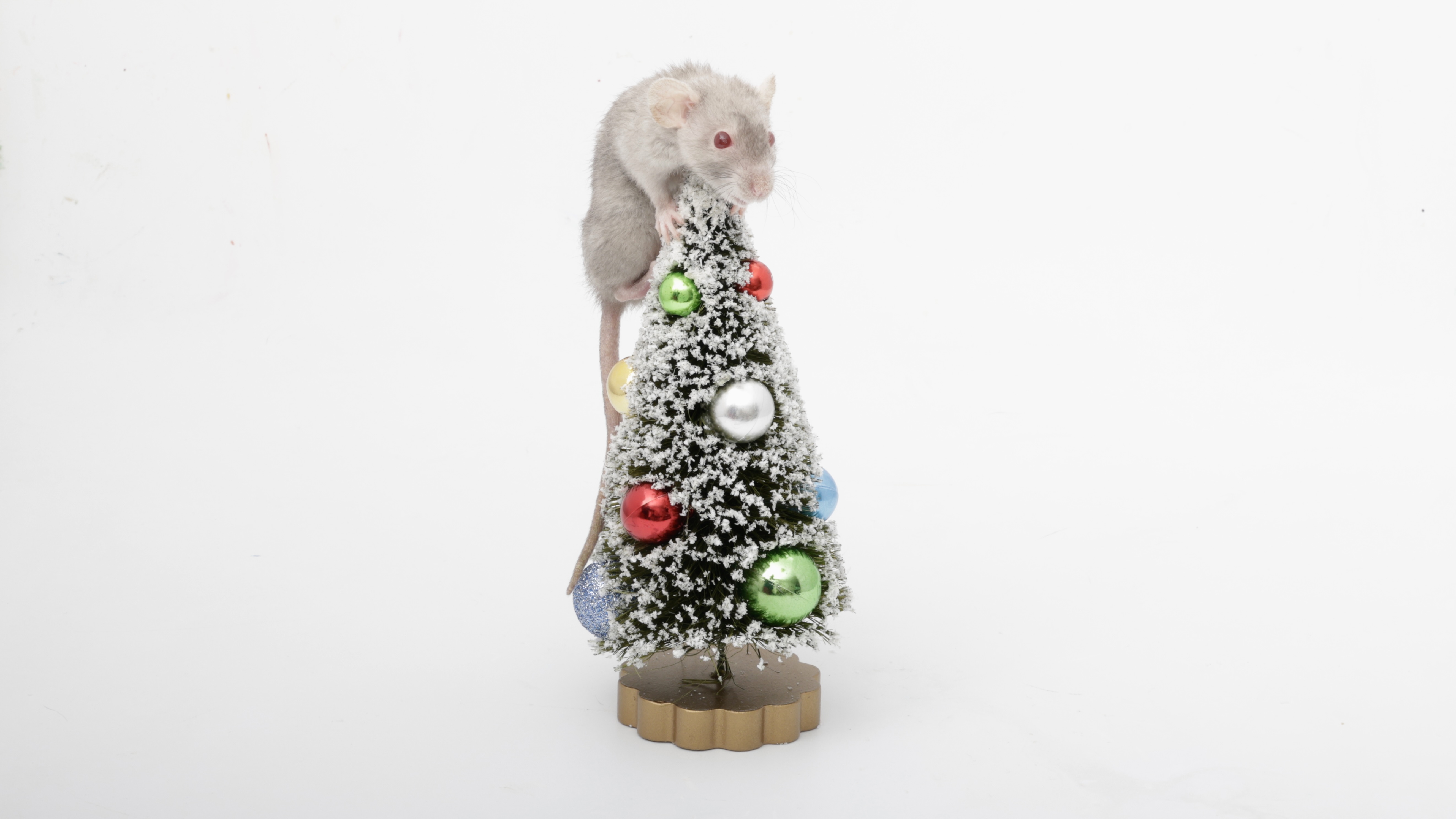 On the 8th day of Ratmas, my little ratties gifted me... a tiny Pumpkin Seed on a tree!
