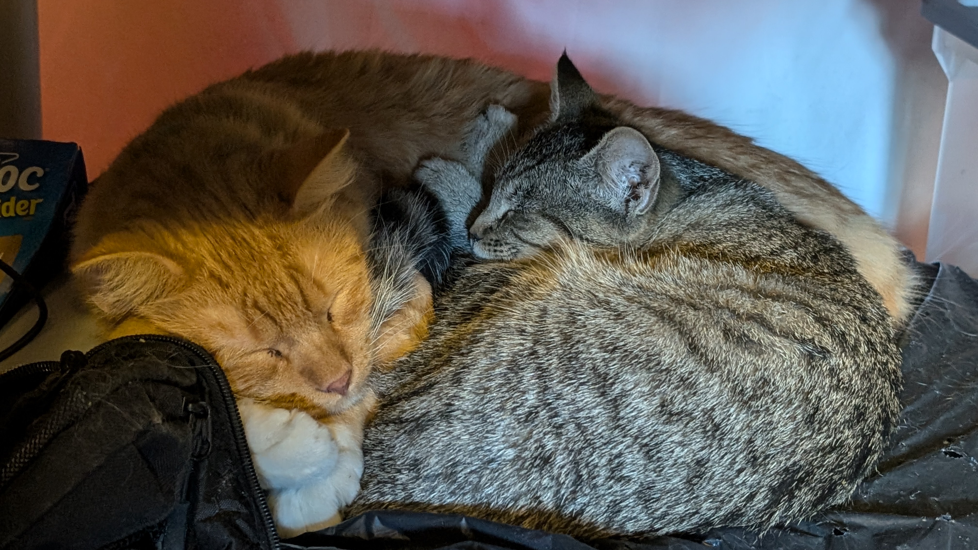 My kitty has 'adopted' the neighbor's kittens, and they adore visiting him. The grey one is still a bit shy around me!