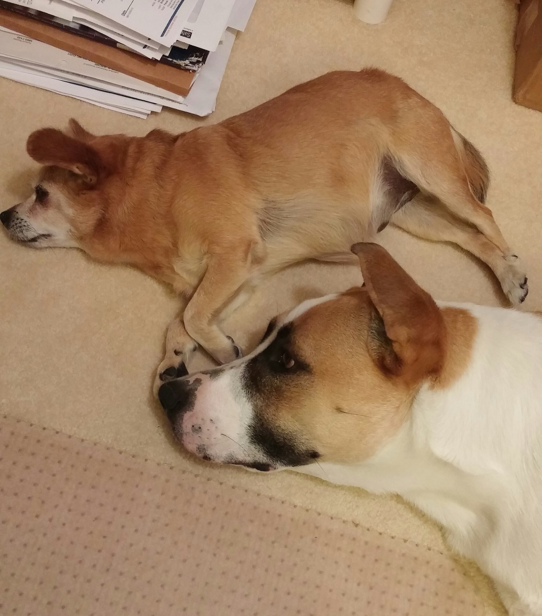Best Friends Forever: The Ultimate Bond