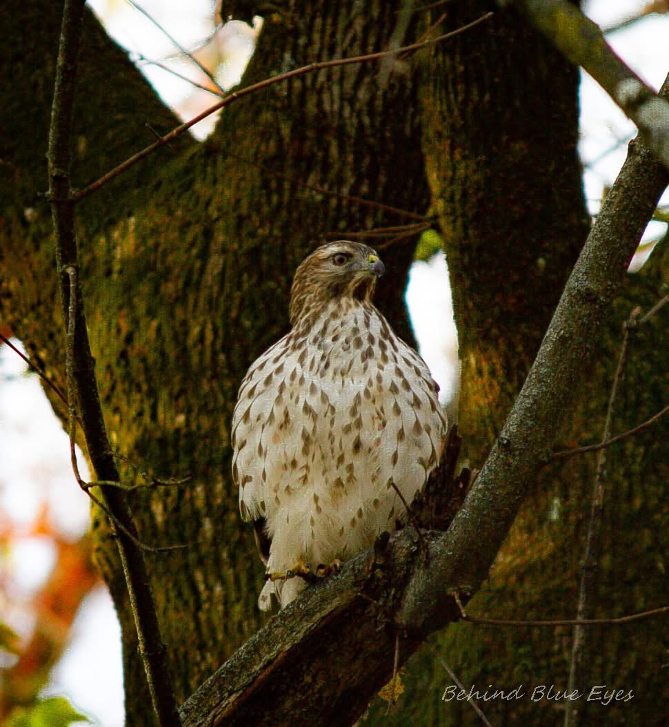 Majestic Red-Shouldered Hawk in Action