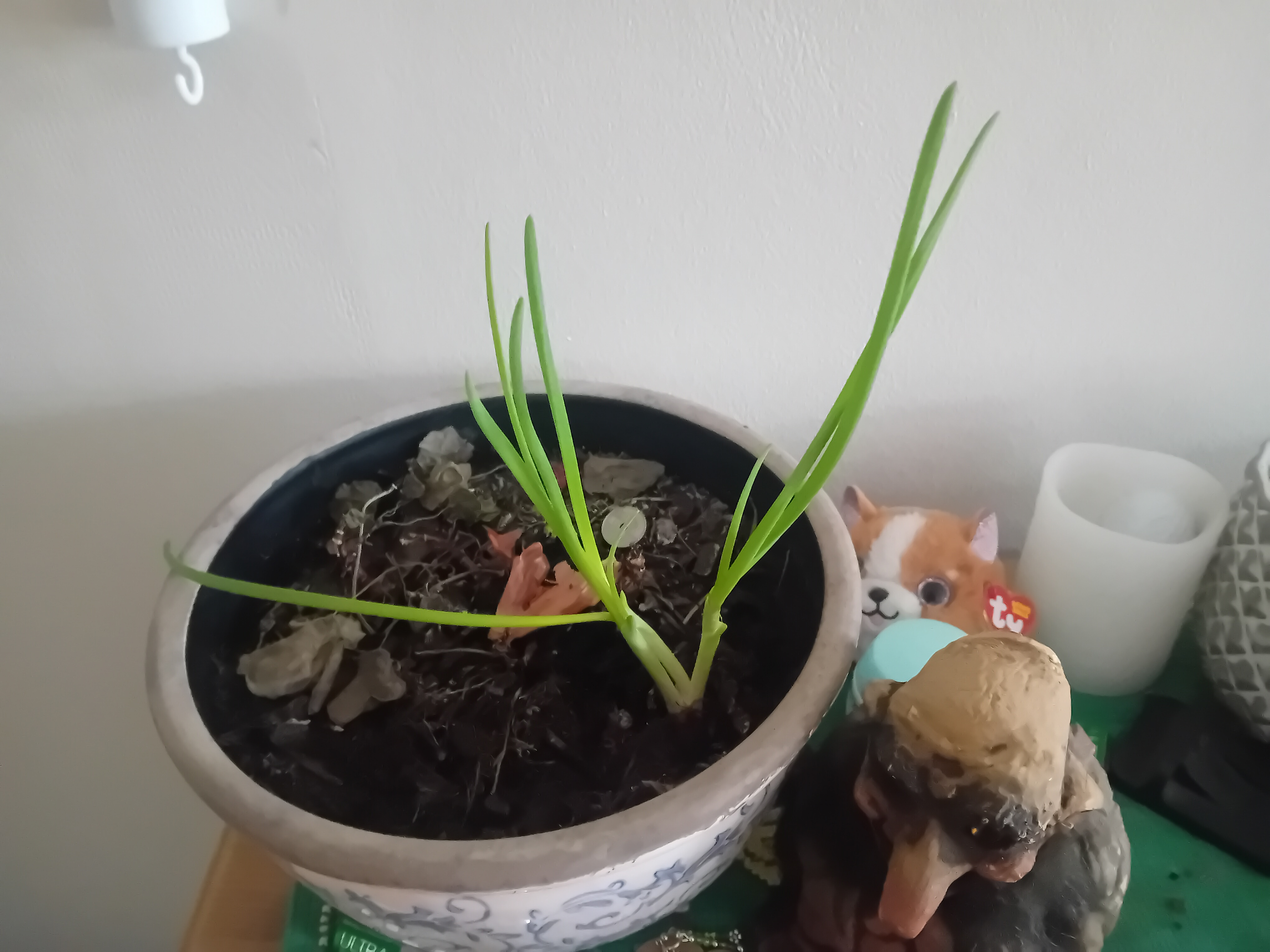 My Onion Has Grown Fingers That Reach Out!