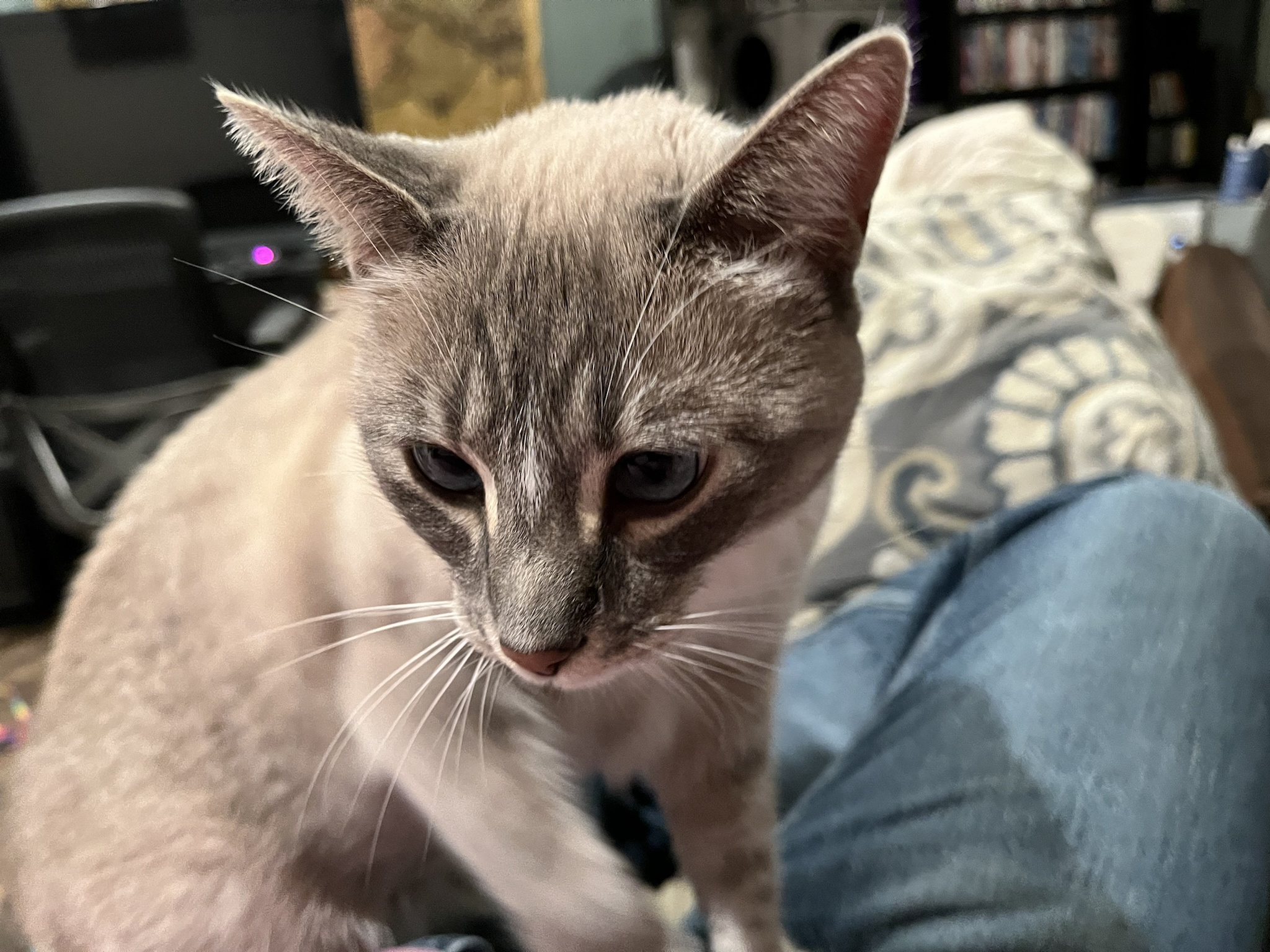 Daily Cat Chronicles: Ivy's Adventures - Day 324