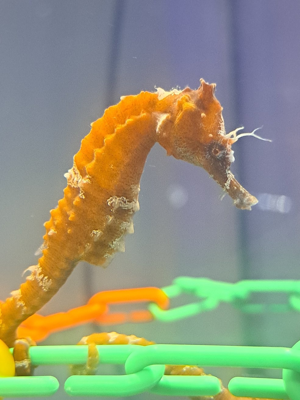 Seahorse Surprise: What Just Happened?