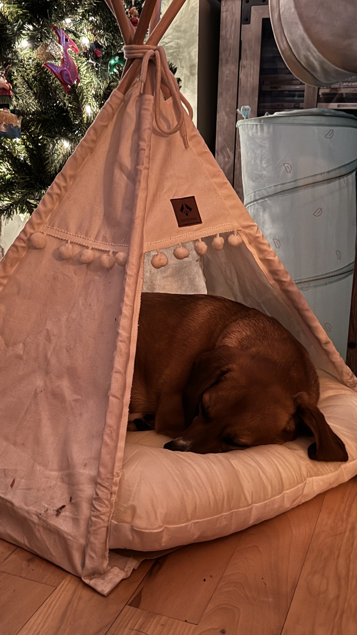 Cornelius Triumphantly Steals the Cat Tent!