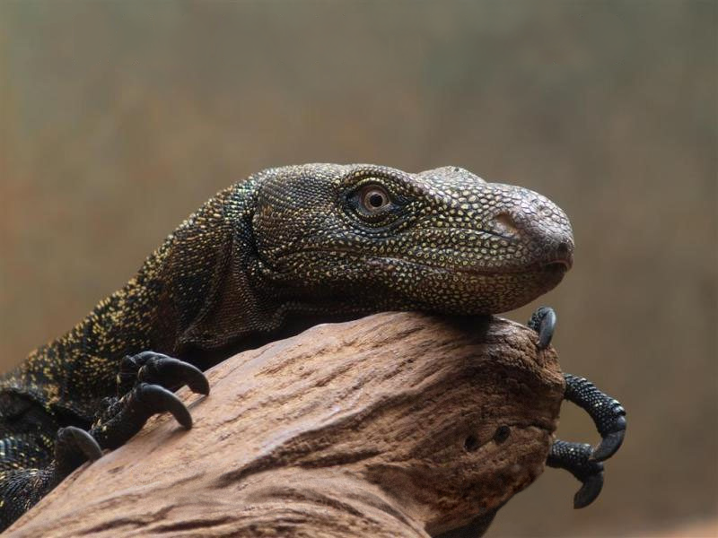 The Watchful Lizard: Nature's Guardian