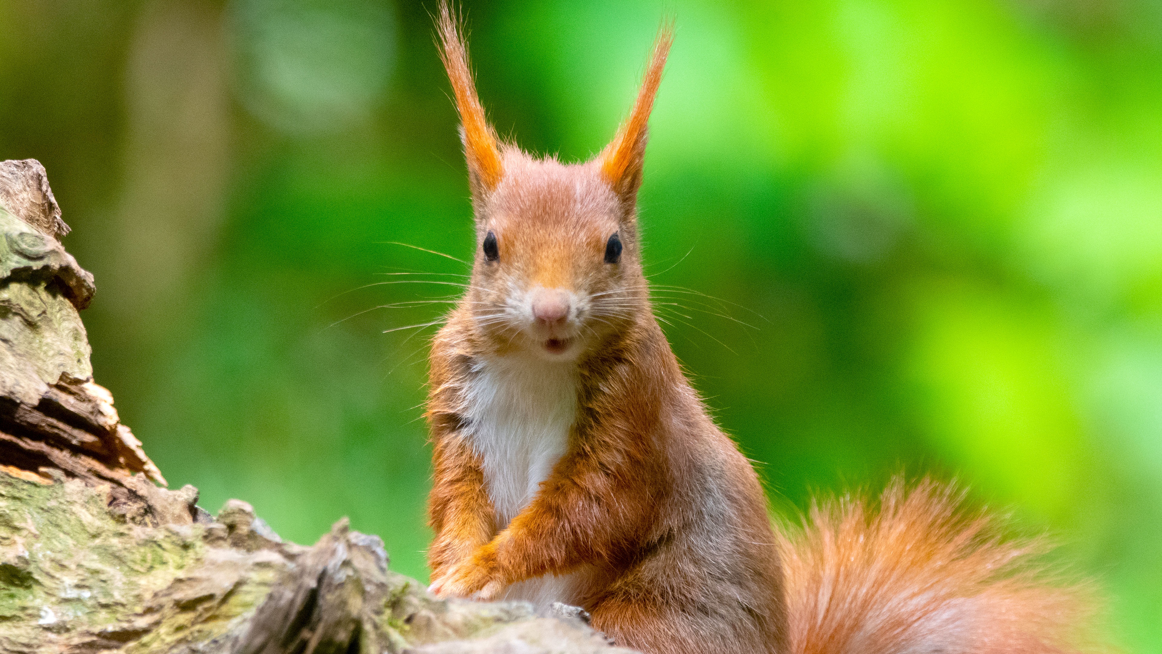 A Squirrel Strikes a Perfect Pose