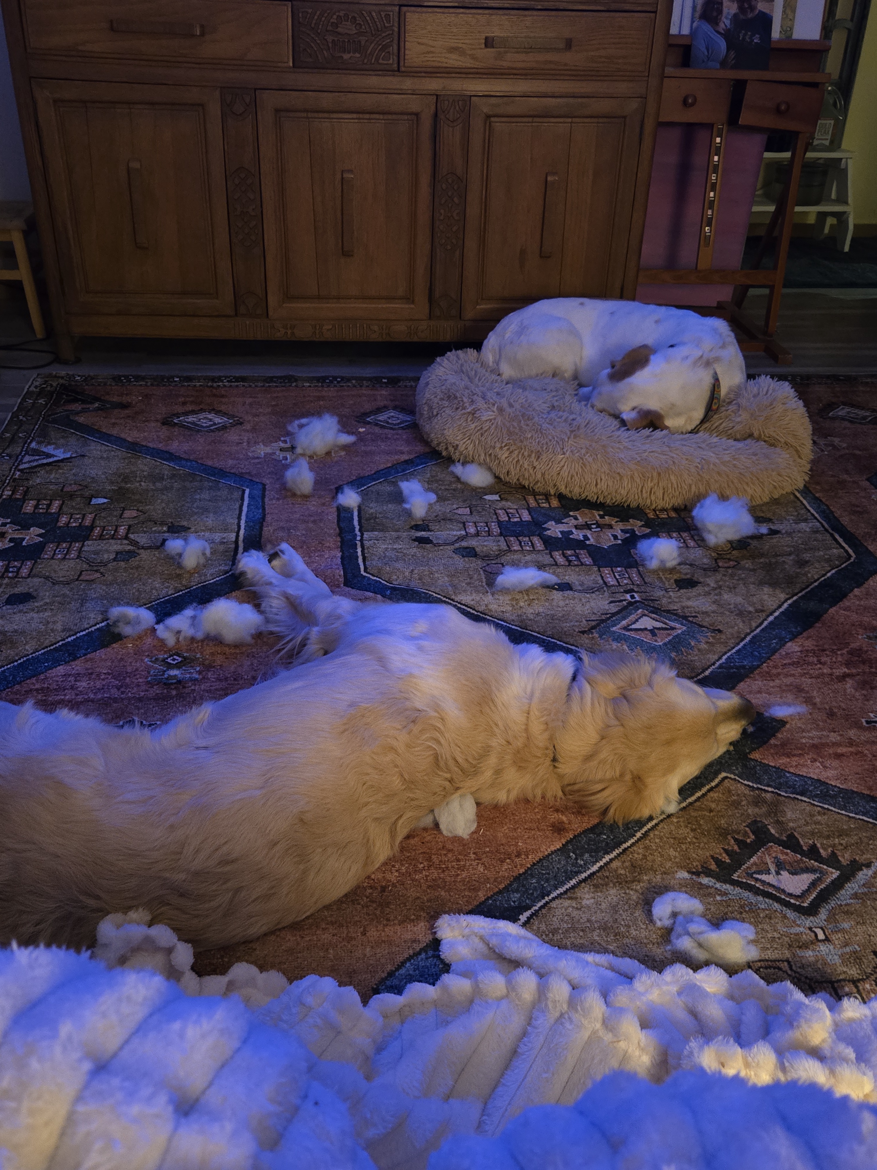 Floyd loves to dig out the stuffing from his sister's favorite bed!