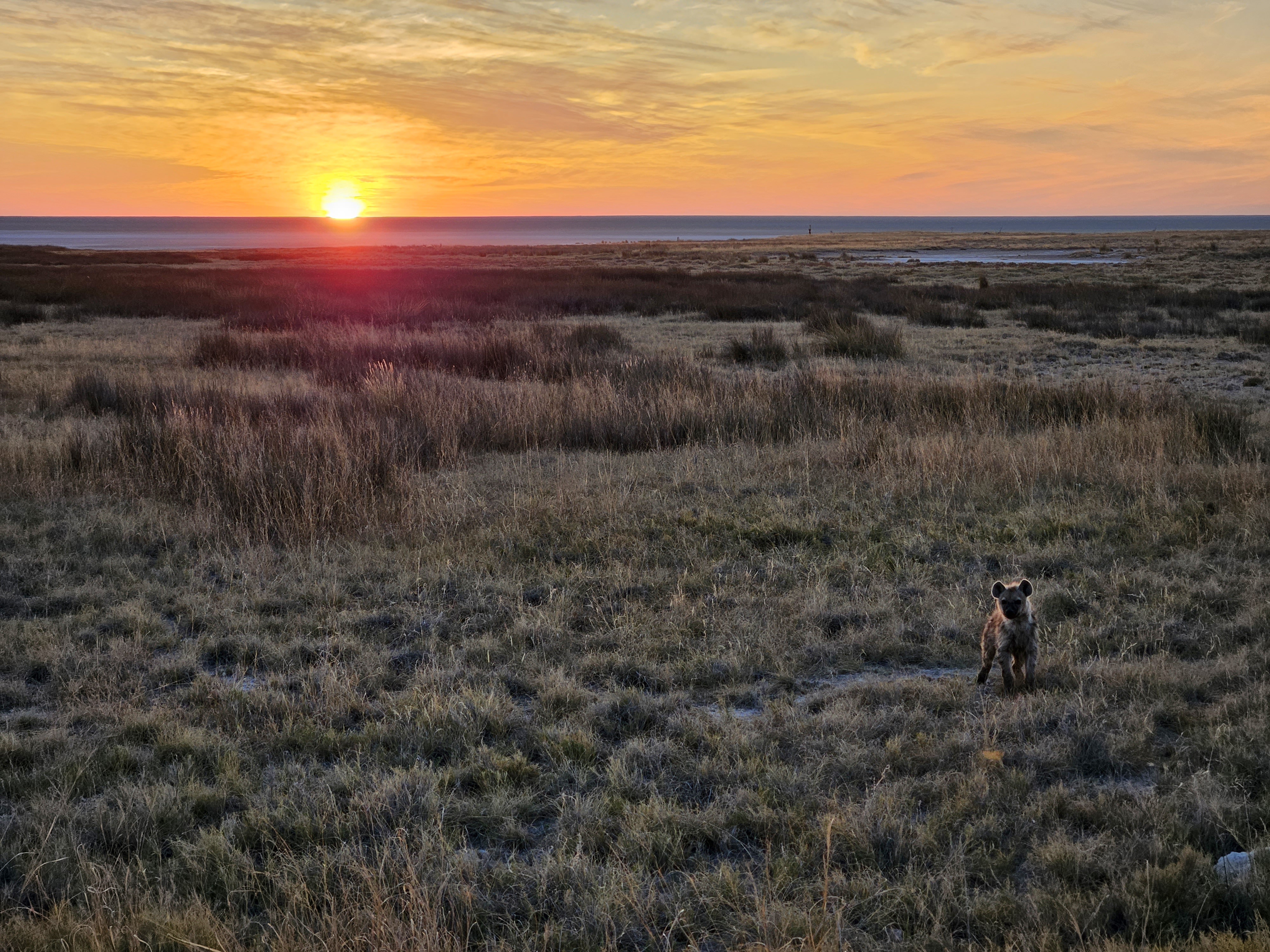 A Baby Hyena Against the Backdrop of an African Sunset