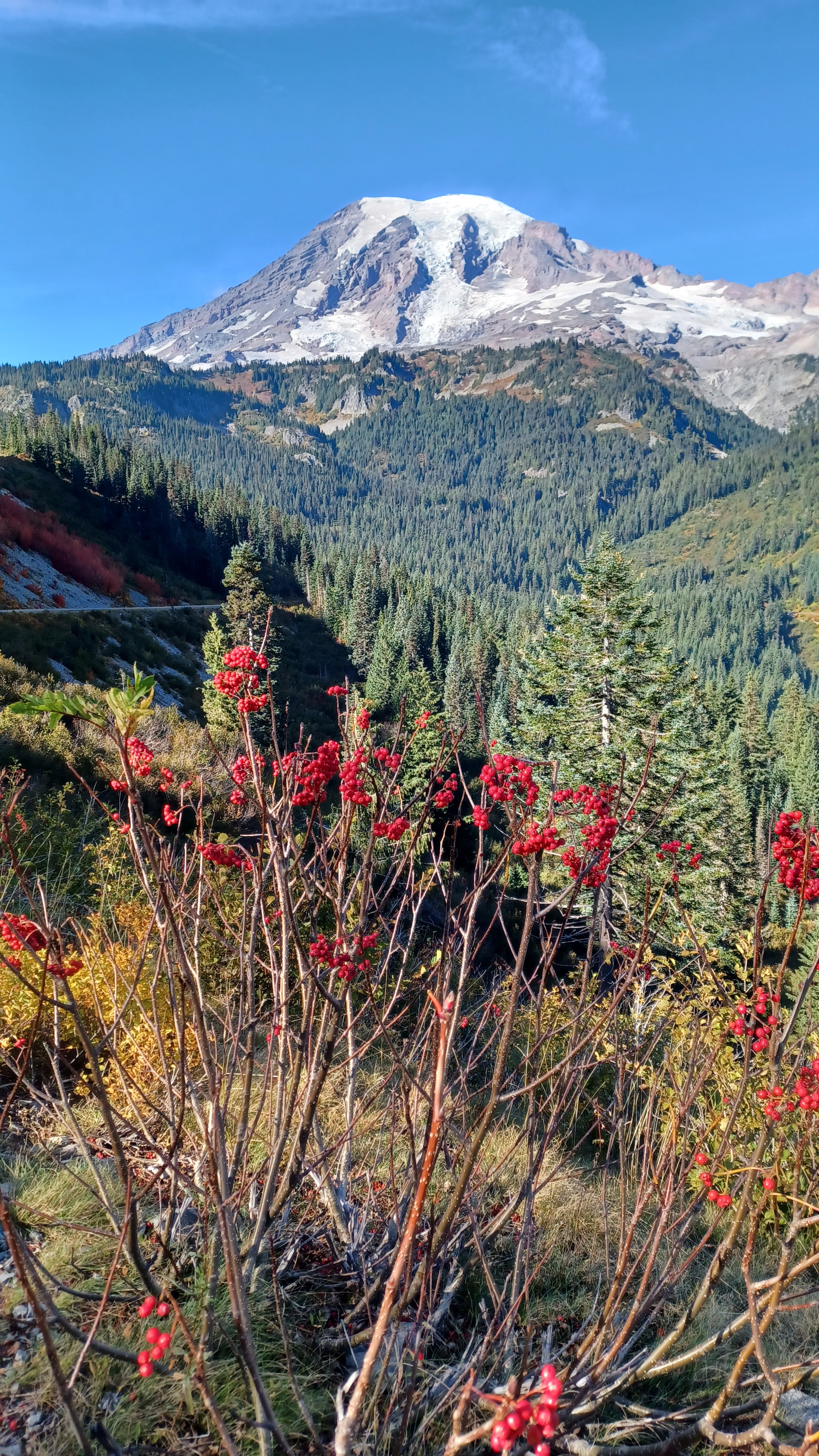 Exploring the Beauty of Mt. Rainier National Park