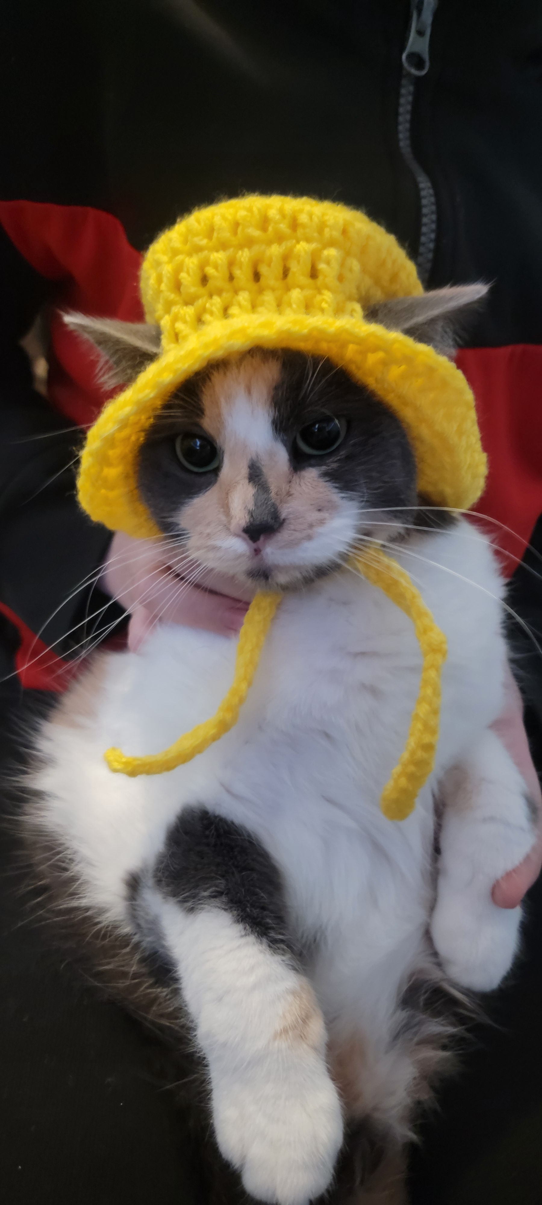 Adorable Cats Rocking Stylish Hats