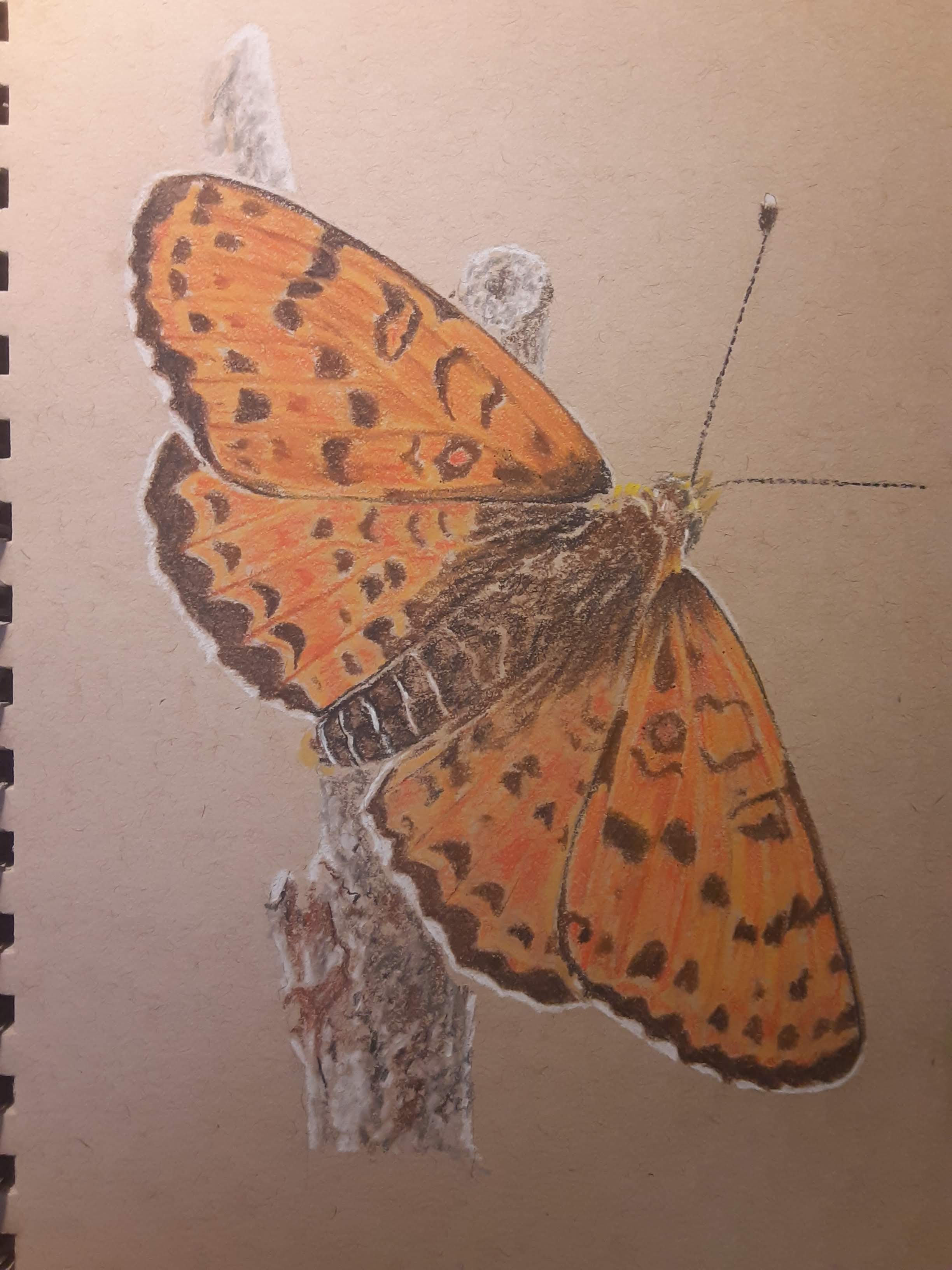The Beautiful Pastel of a Spotted Fritillary Butterfly