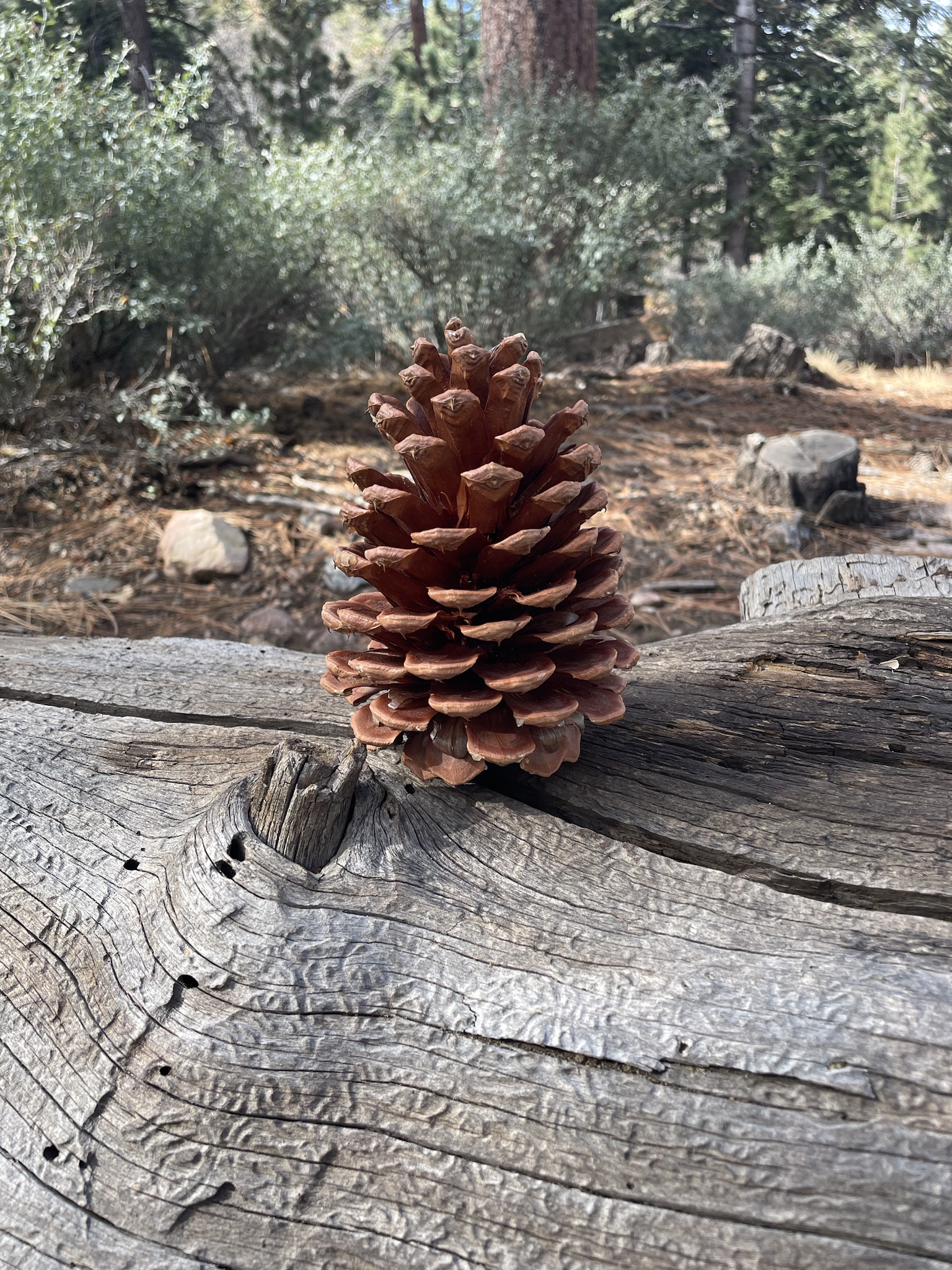 Pinecone Team Assemble! (Am I nailing it?)