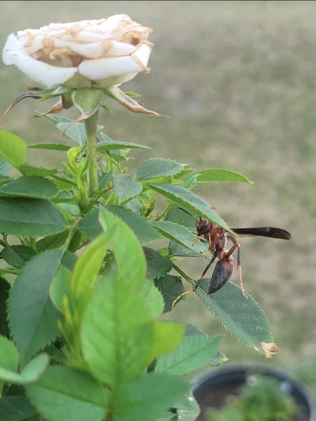 The Intriguing Paper Wasp