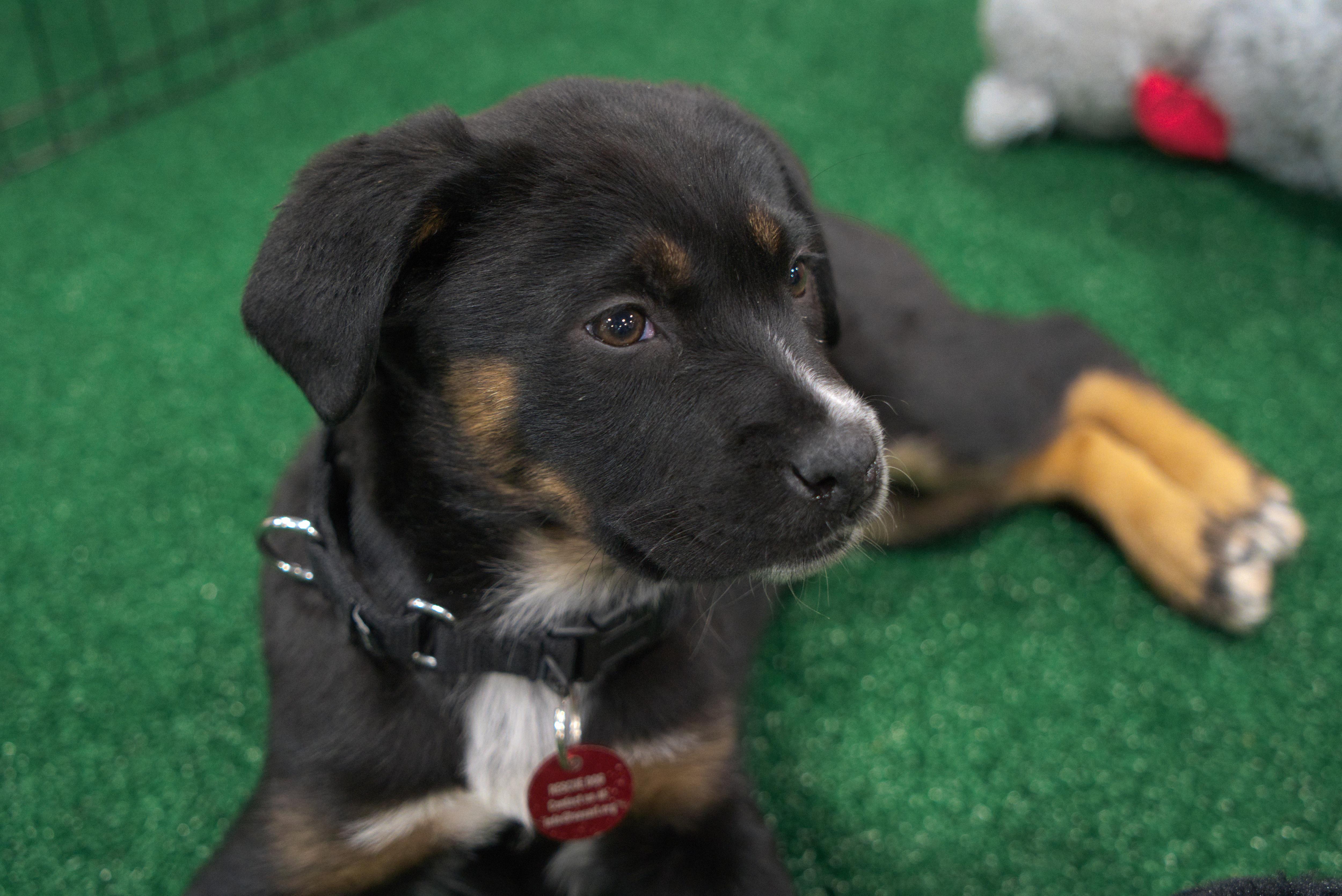 Adorable Dogs from Save One Soul Steal the Show at the New England International Auto Show