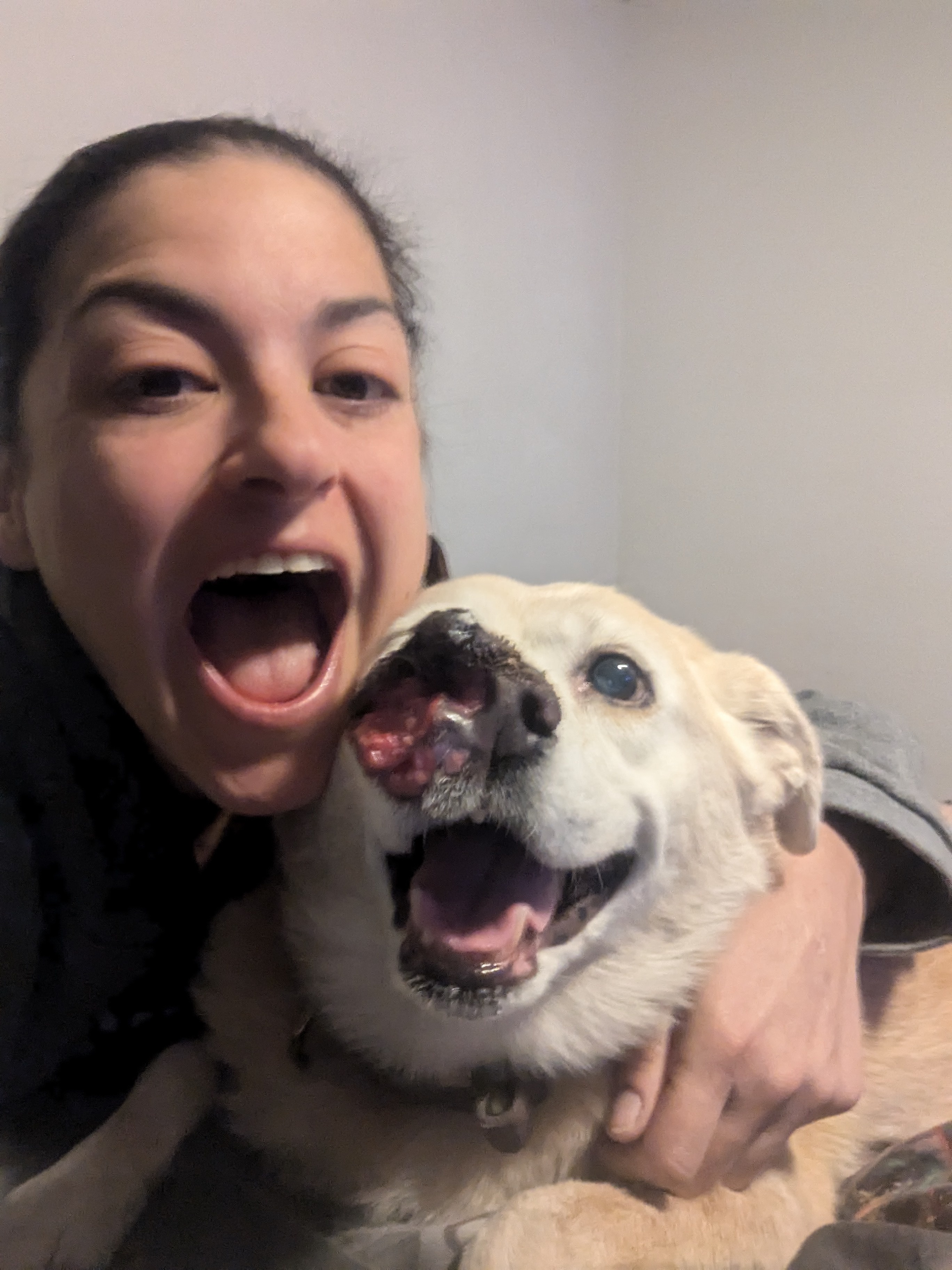 In Loving Memory of Leia, My Cherished Dog