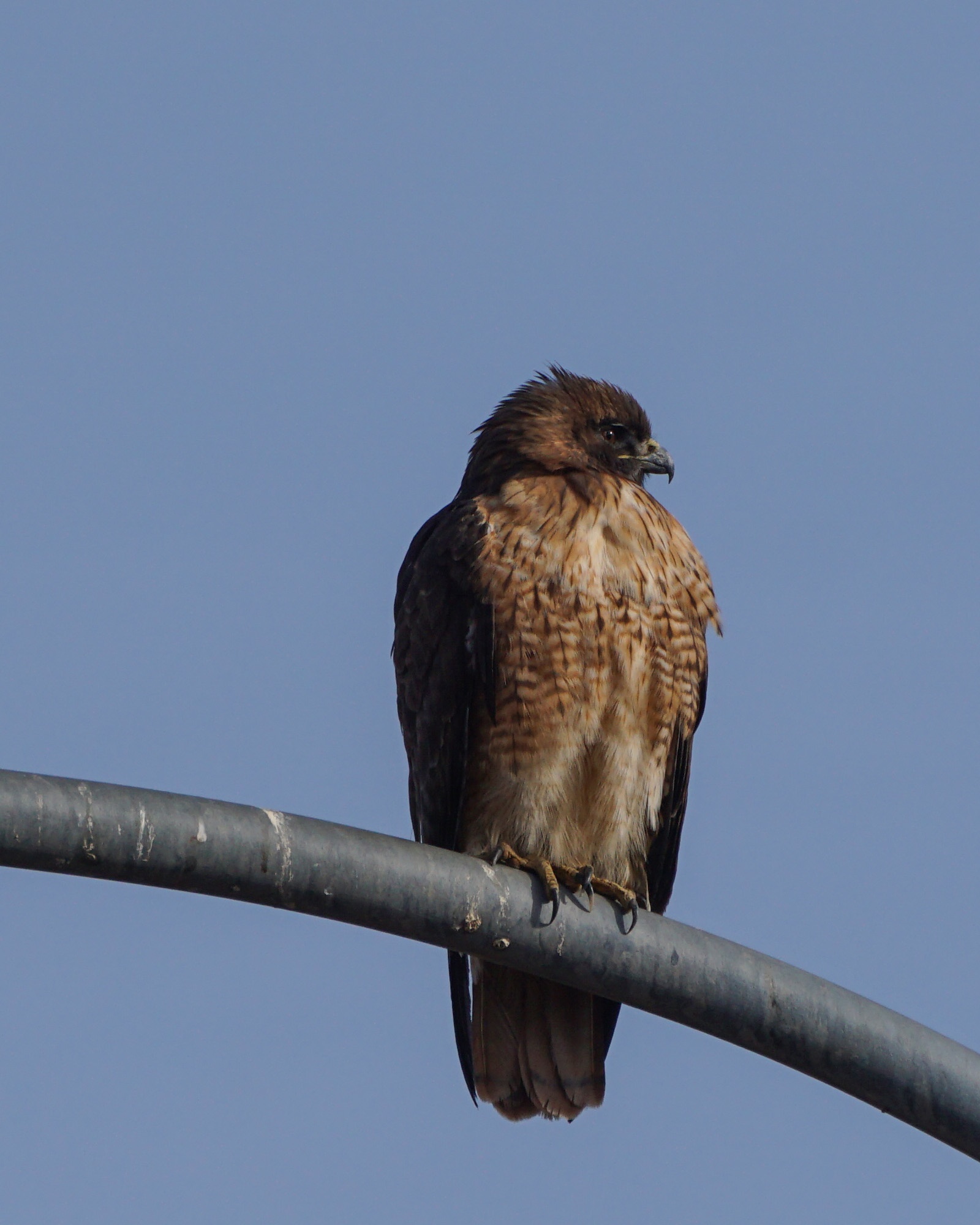 Hawk Perched Majestically on the Light Pole