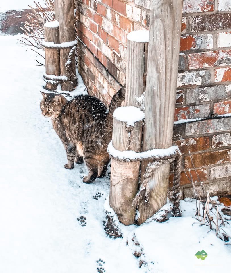 The Adorable Cat That Steals Hearts