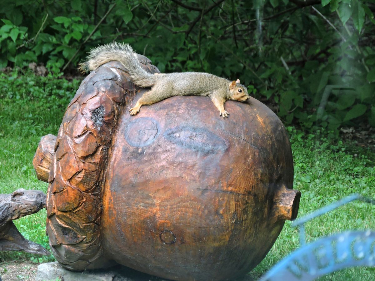 Acorn alert!