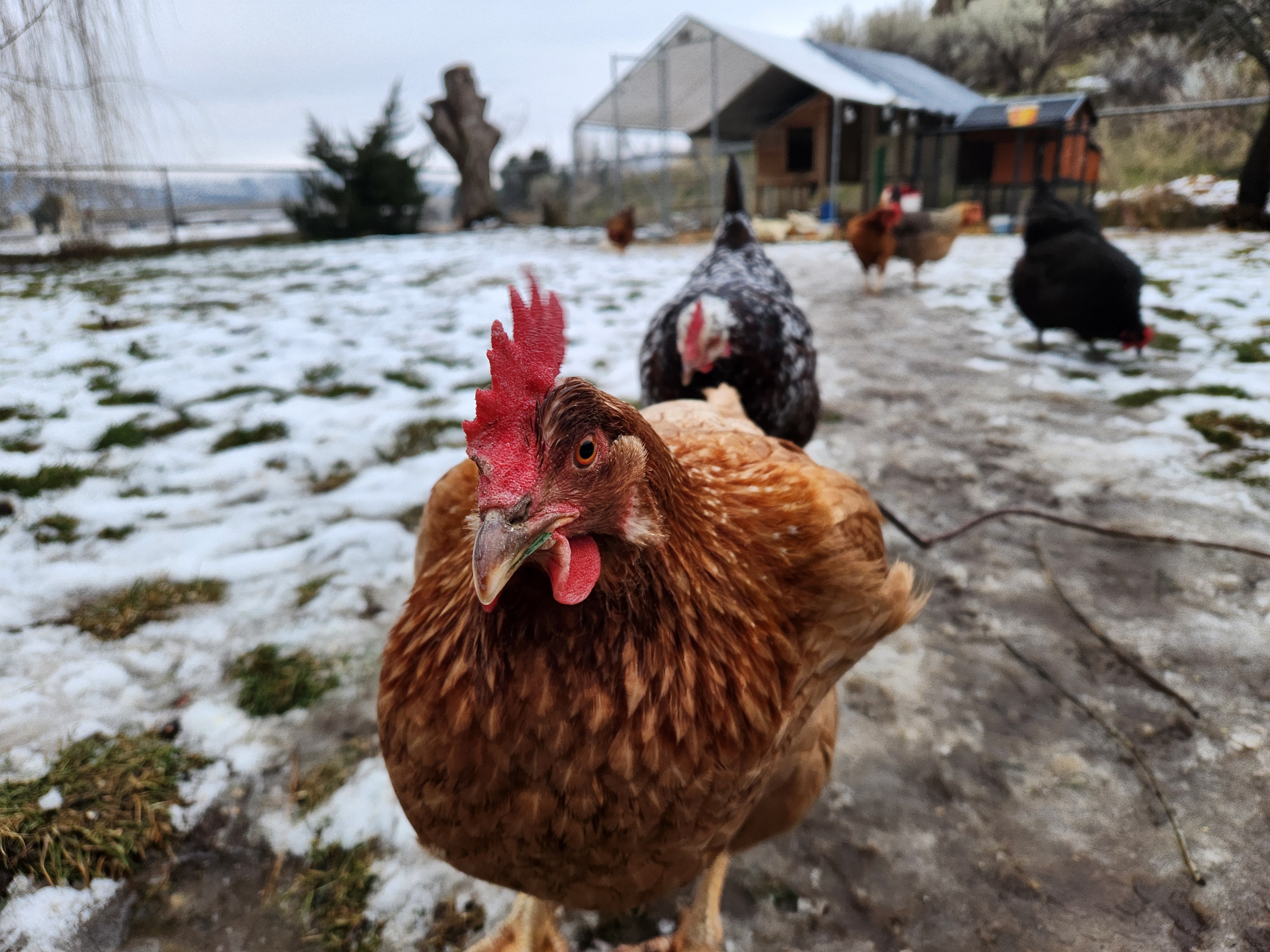 Beautiful Birds in a Winter Wonderland