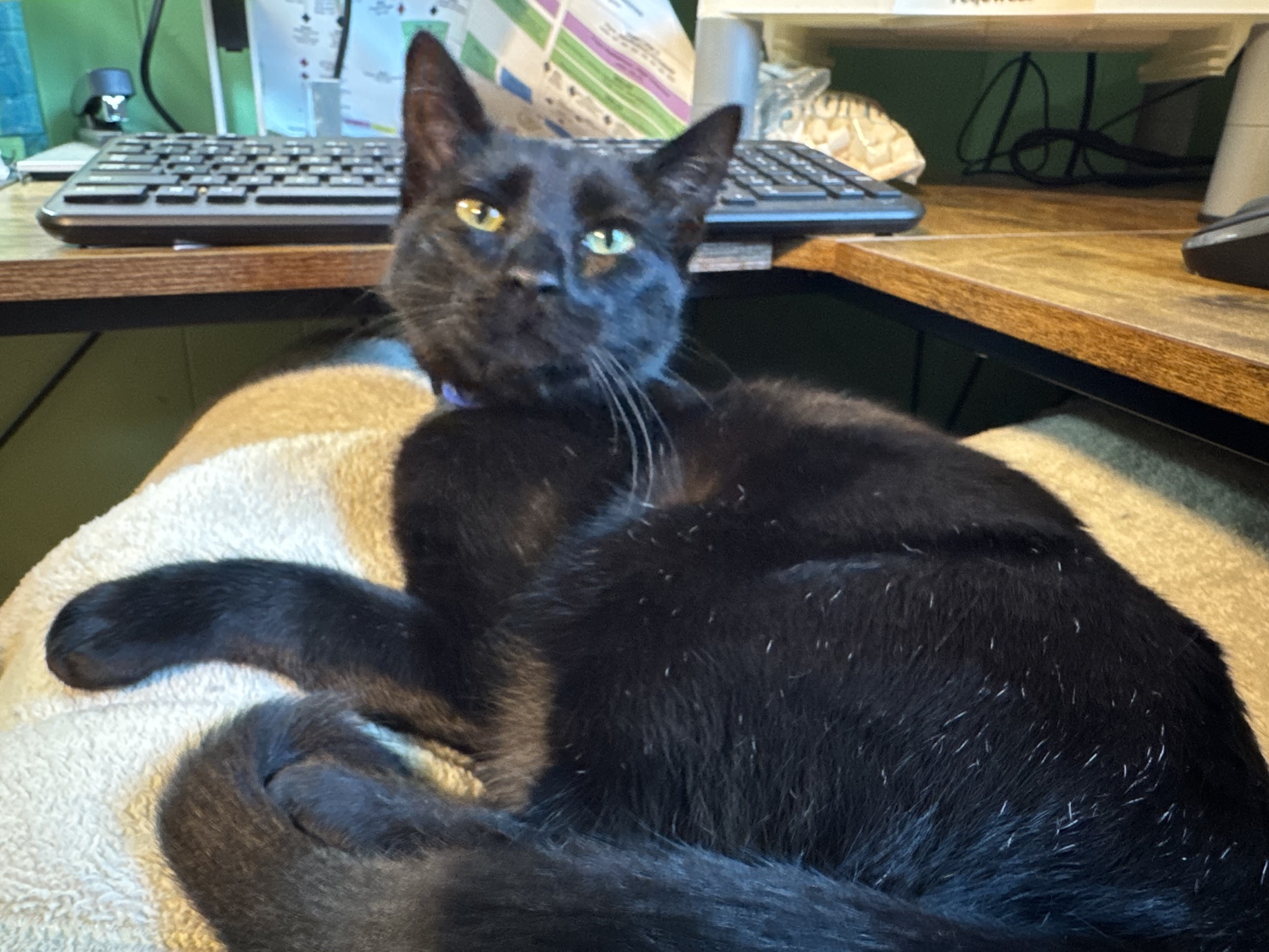 The Boys Are Thrilled About My Return to Part-Time Telework