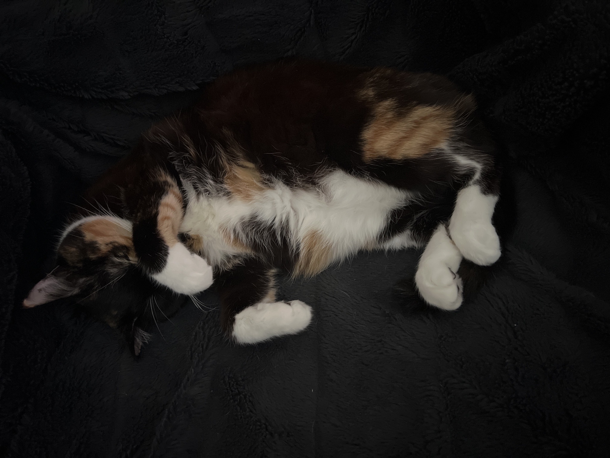 Sleepy Mow #5: The Cutest Nap Ever