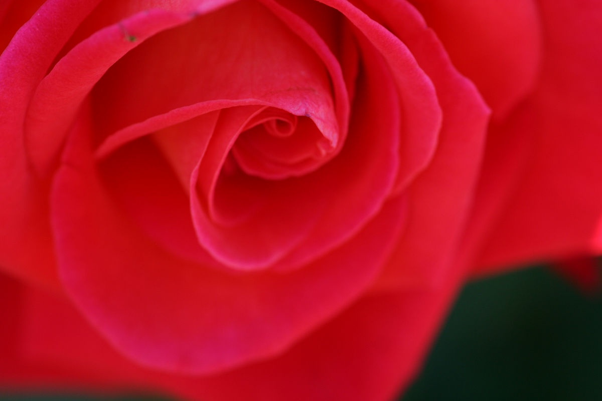 A Journey Through May 2013 at Keisei Rose Garden