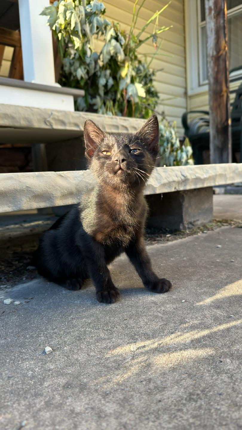 Bagheera's Journey So Far!