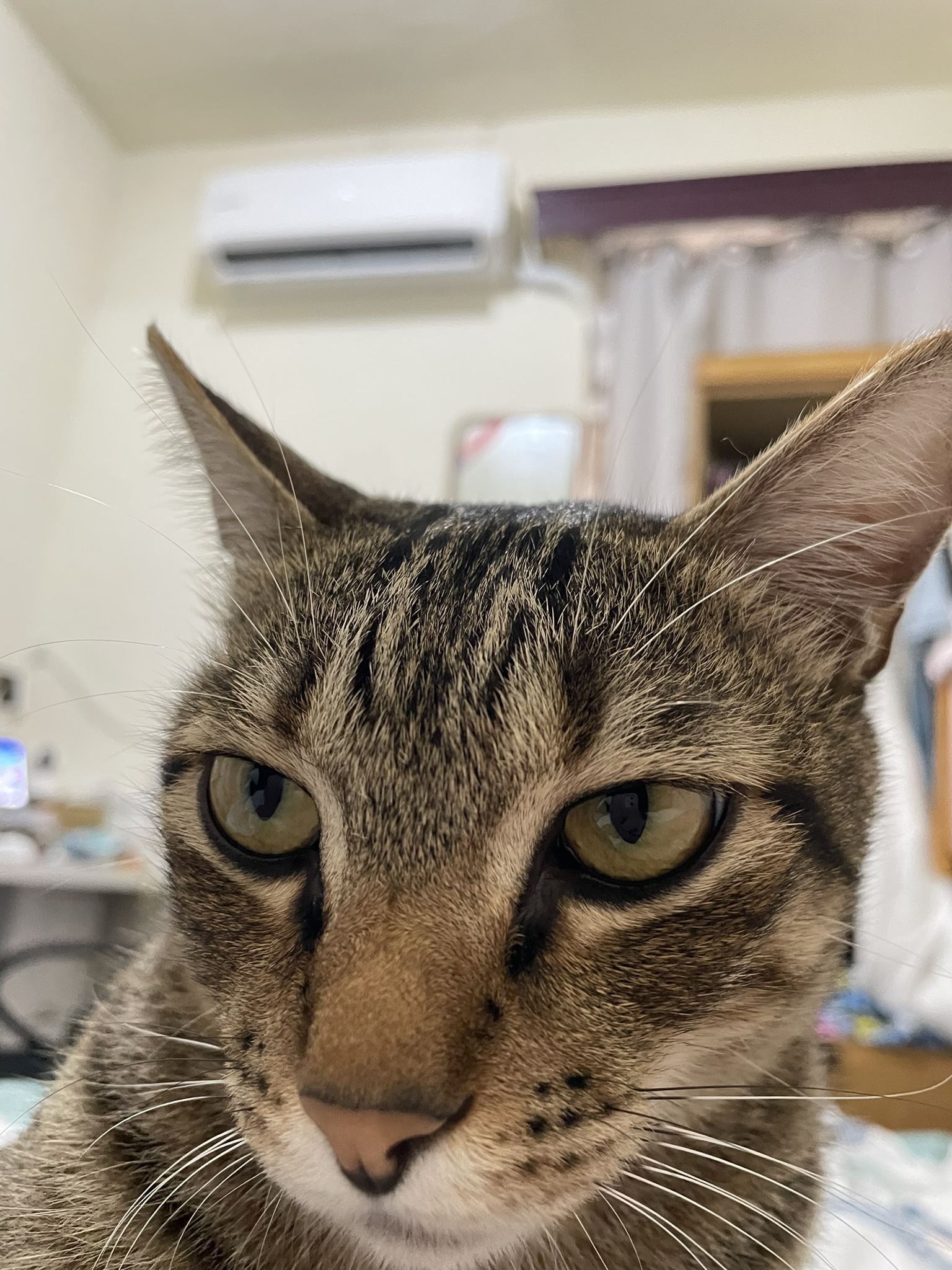 Just Another Cute Cat Picture
