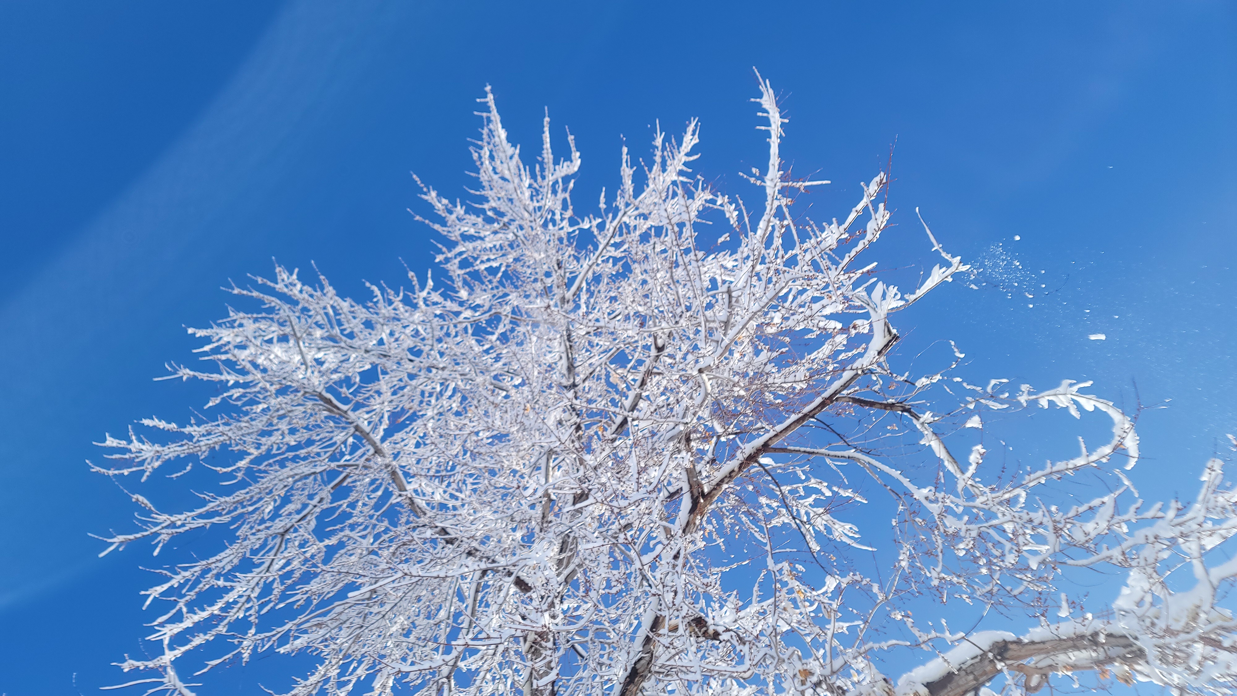 A Beautiful Snowy Tree Under a Brilliant Blue Sky