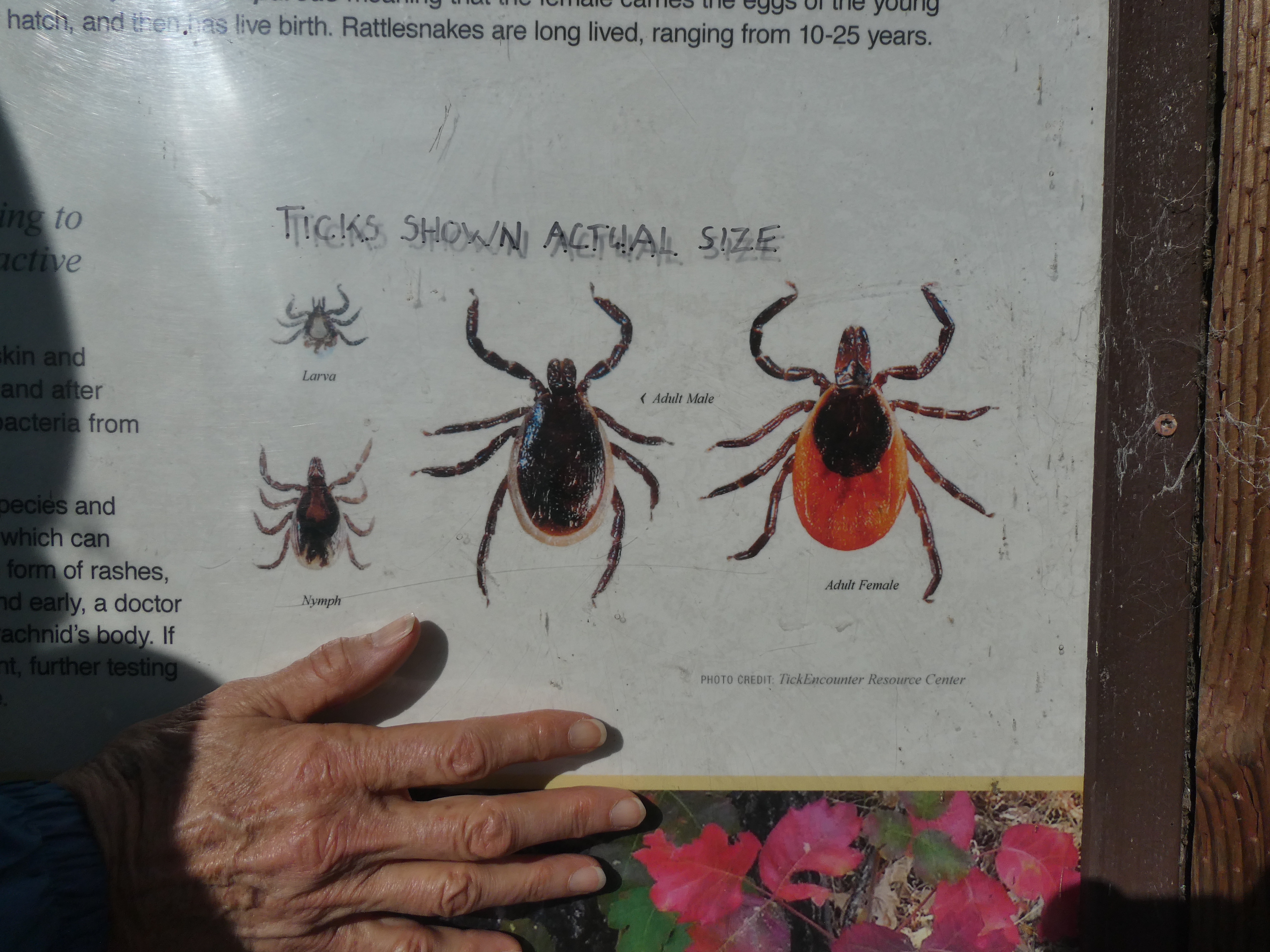 Ticks: A Shocking Look at Their Actual Size