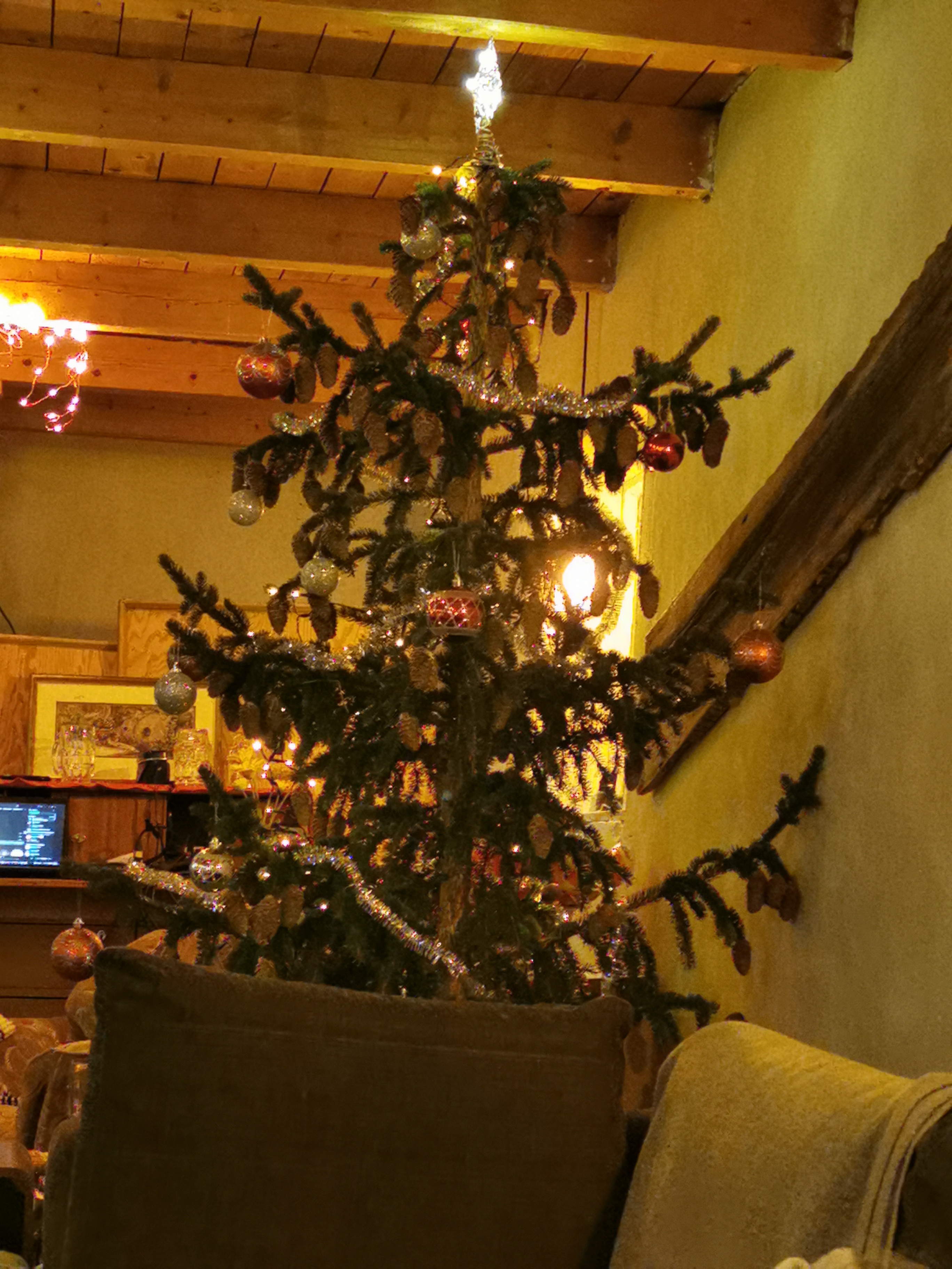 We found the perfect Christmas tree, but then the flies decided to join the party!