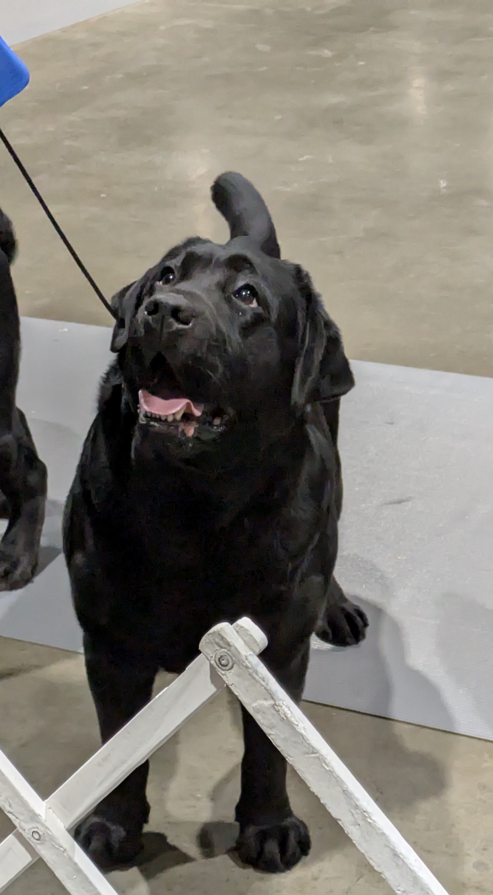 A Labrador's Day Out at the Dog Show