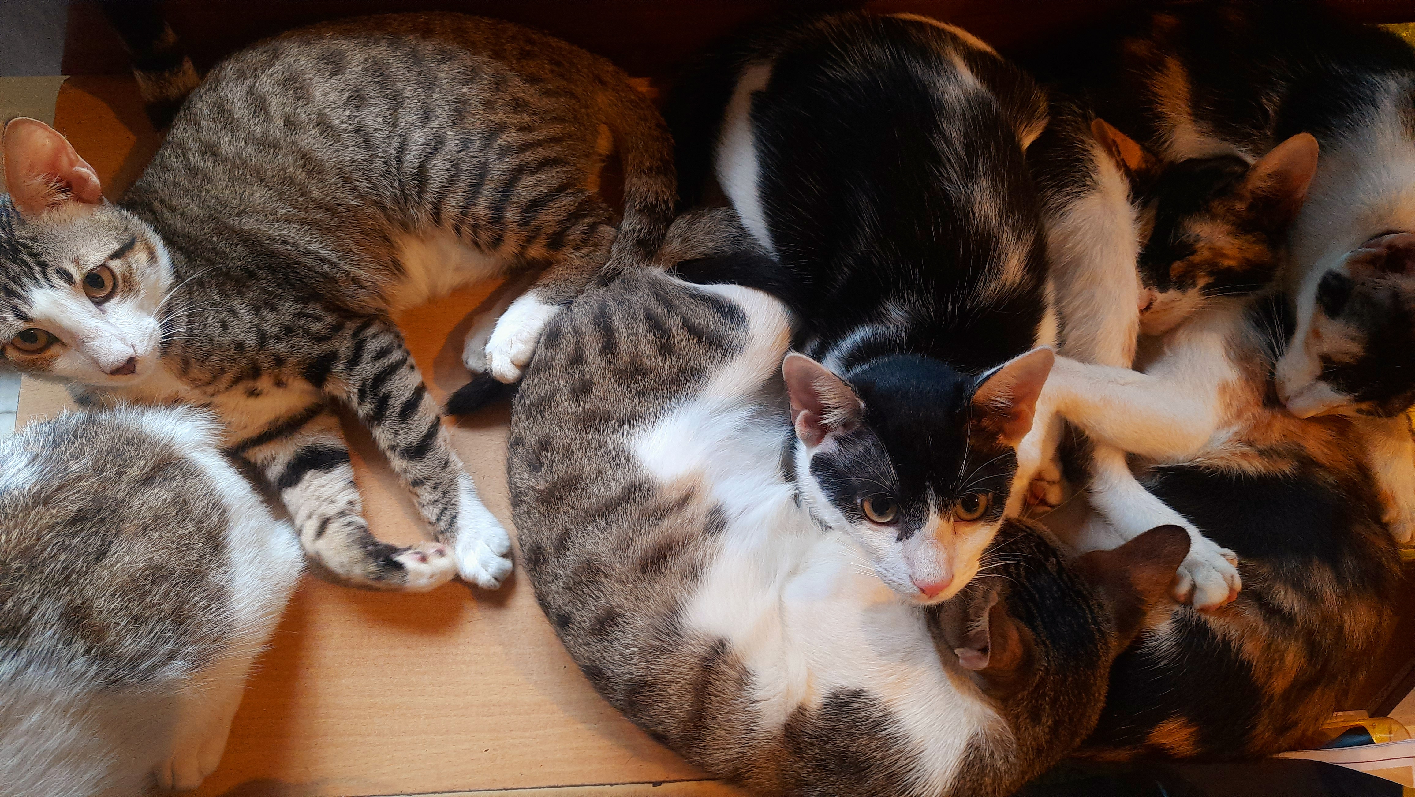 Can I Please Get a Table Full of Cats?