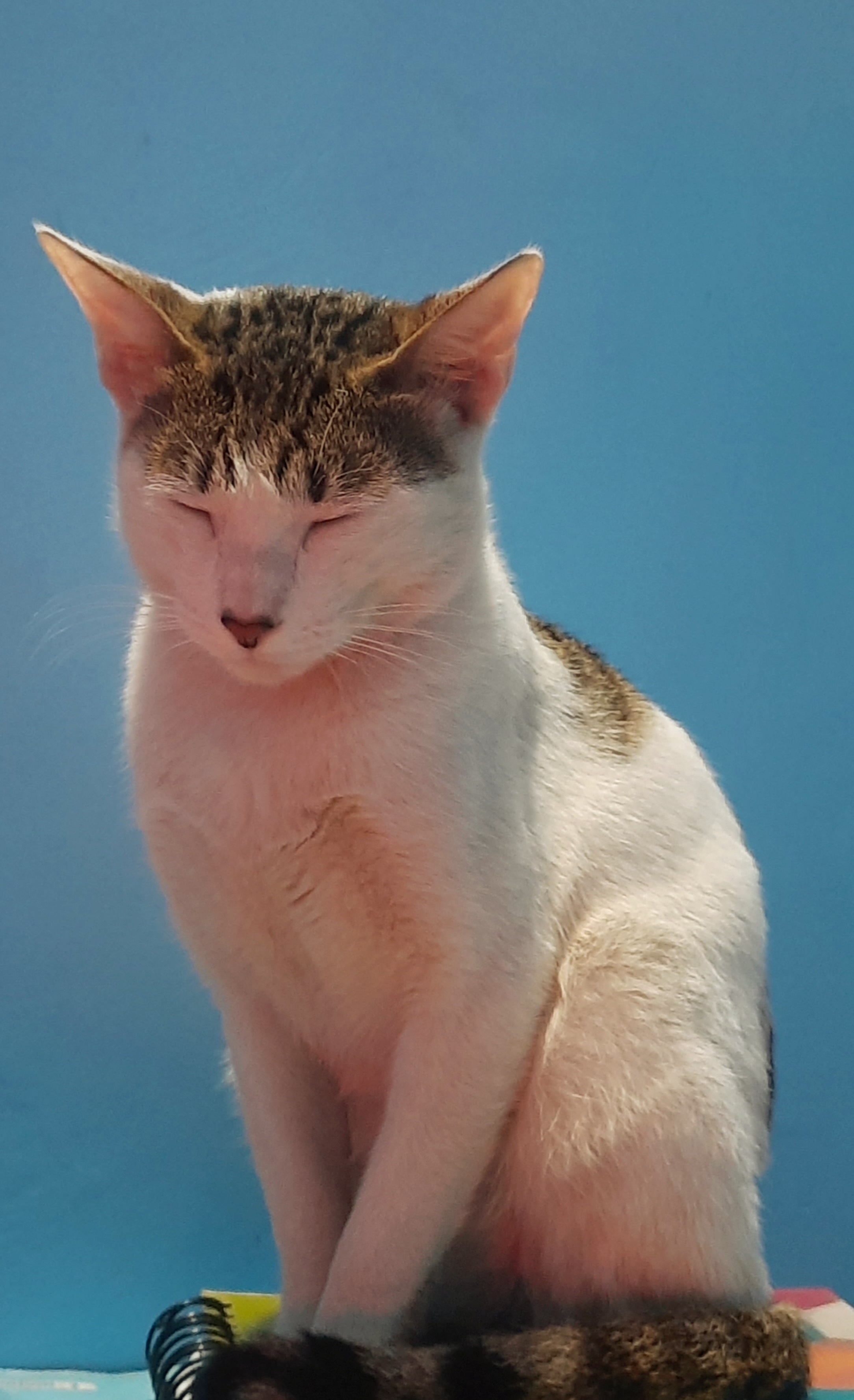 Adorable feline in a striking pose
