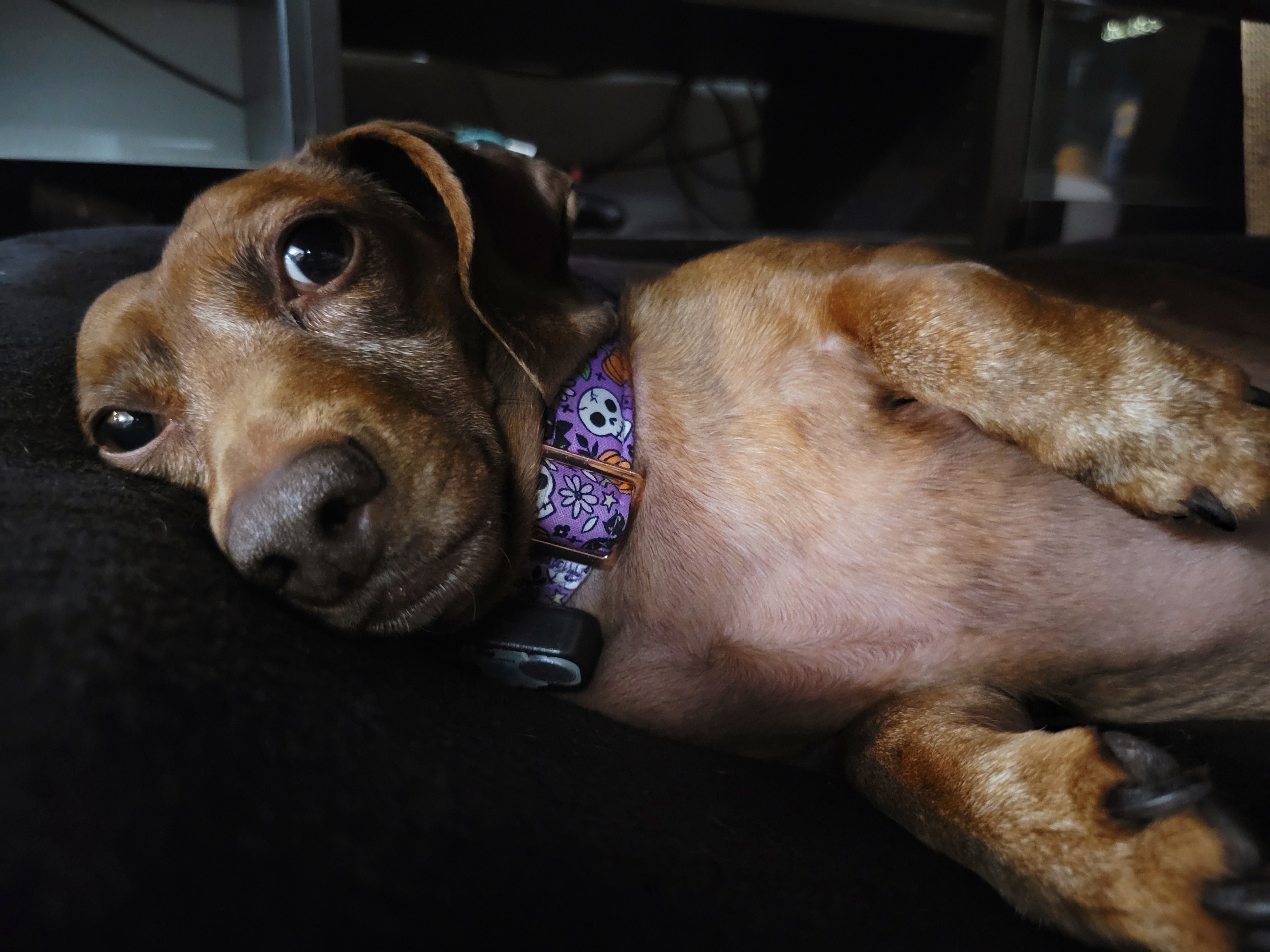 Meet My Adorable Pup Tiger Lilly - Photo #672