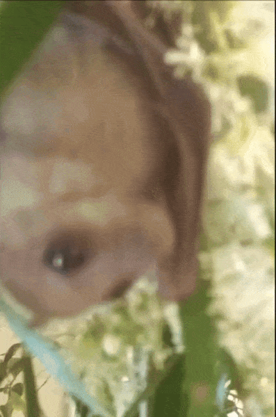 Just a cute little sleepy bat enjoying a nap.