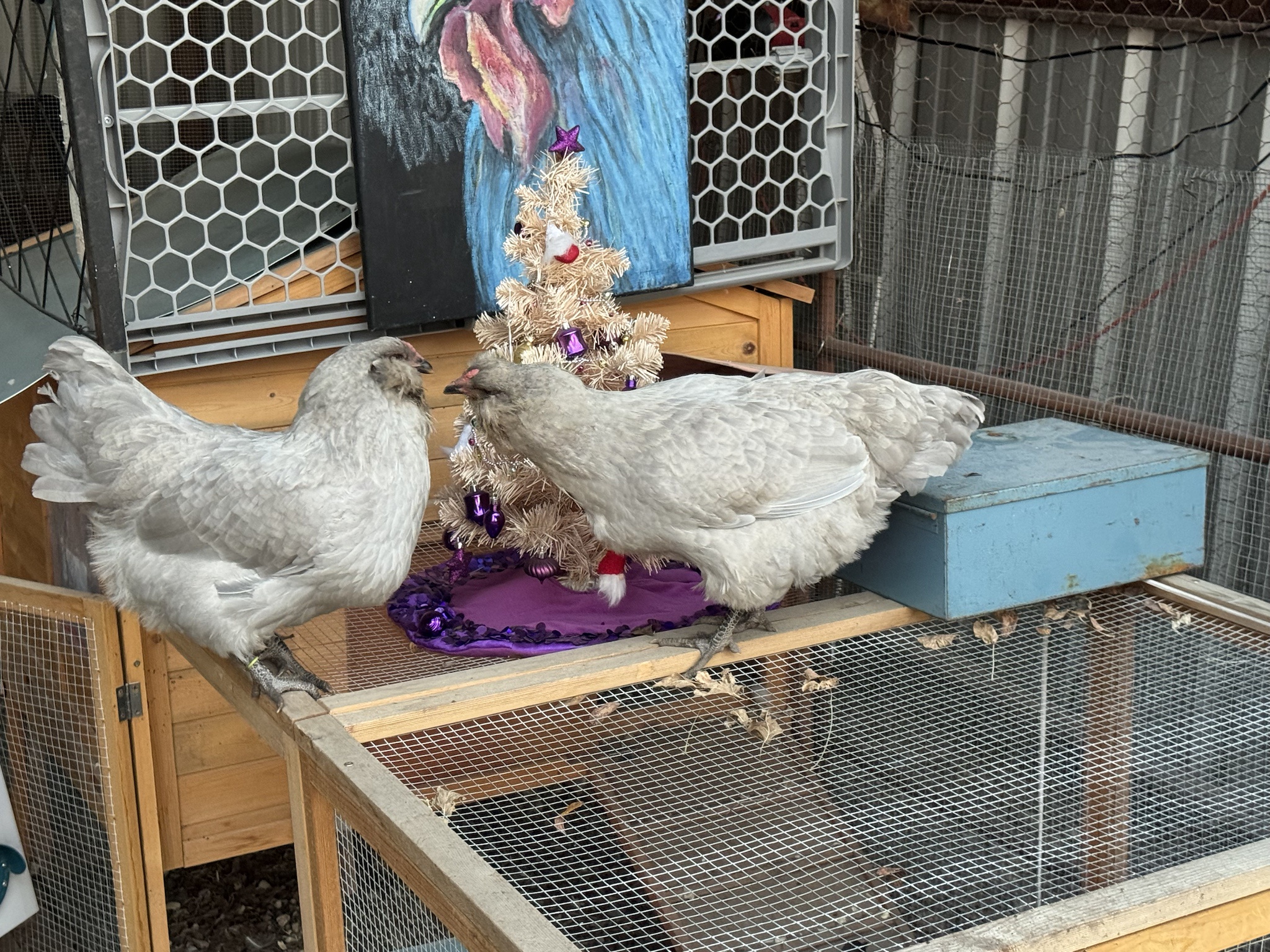 The Ultimate Chicken Check-In
