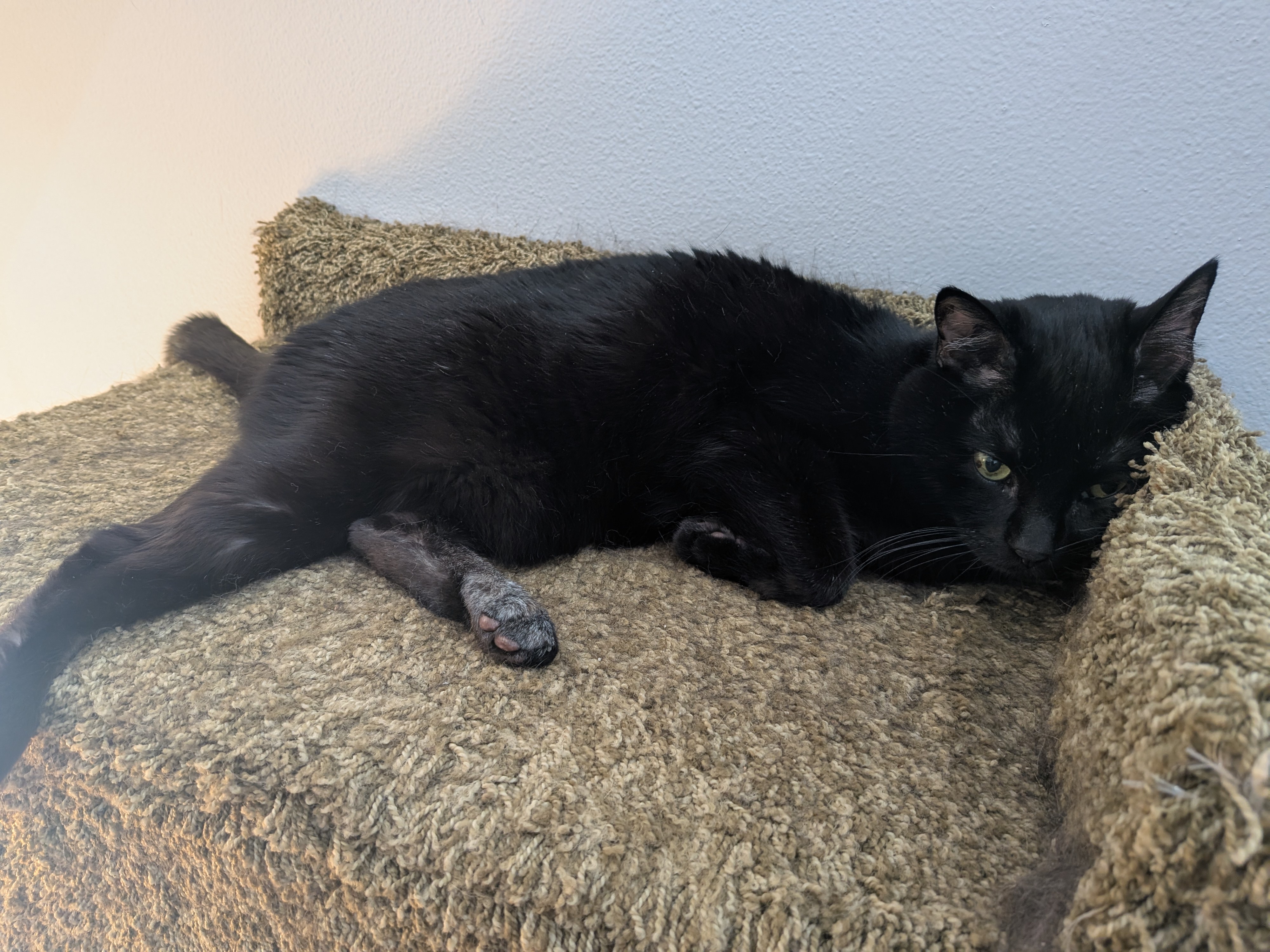 Splunk and His One Distinctive Gray Foot