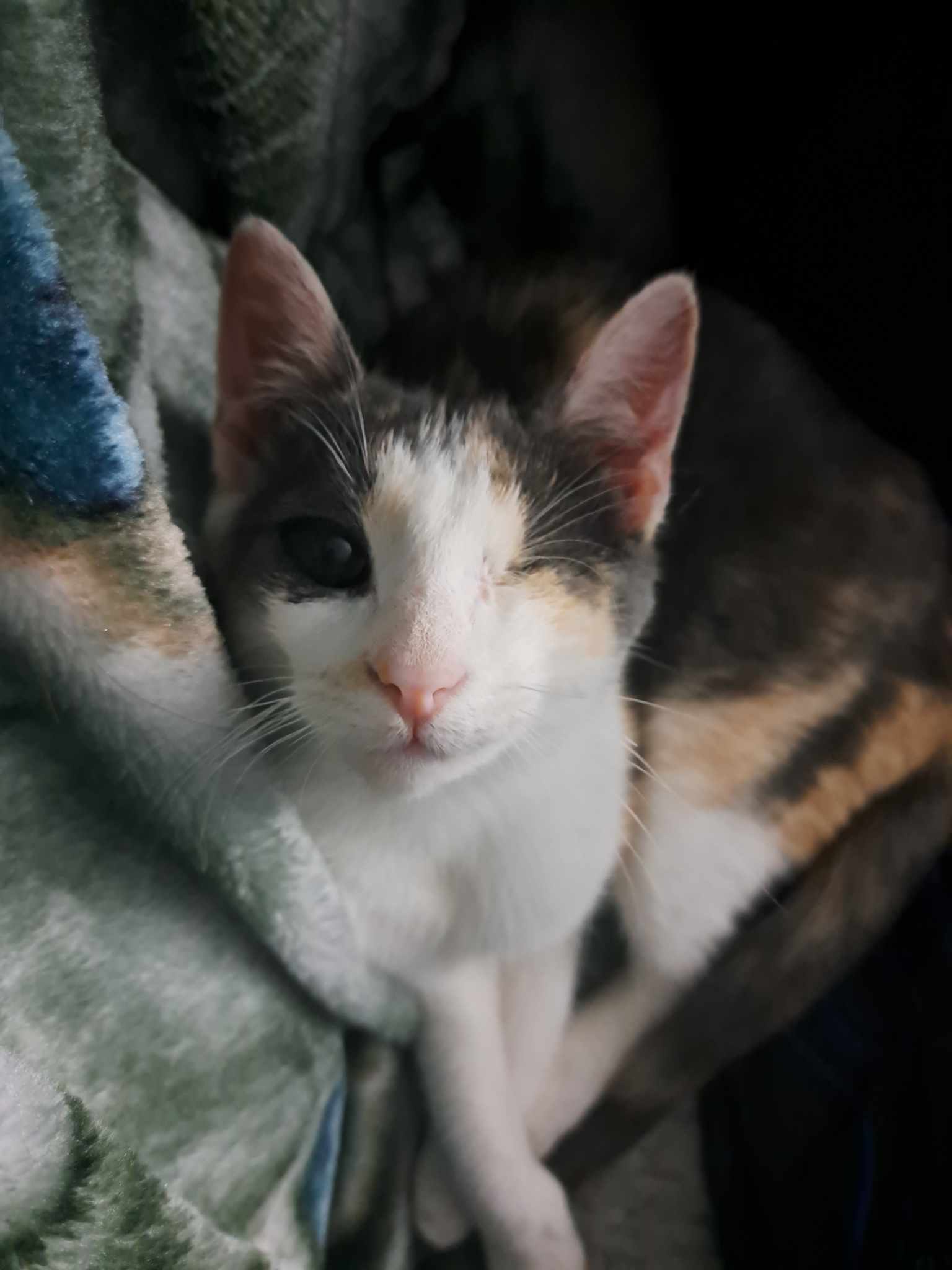 Jasmnr Wishes You a Happy Caturday Morning!