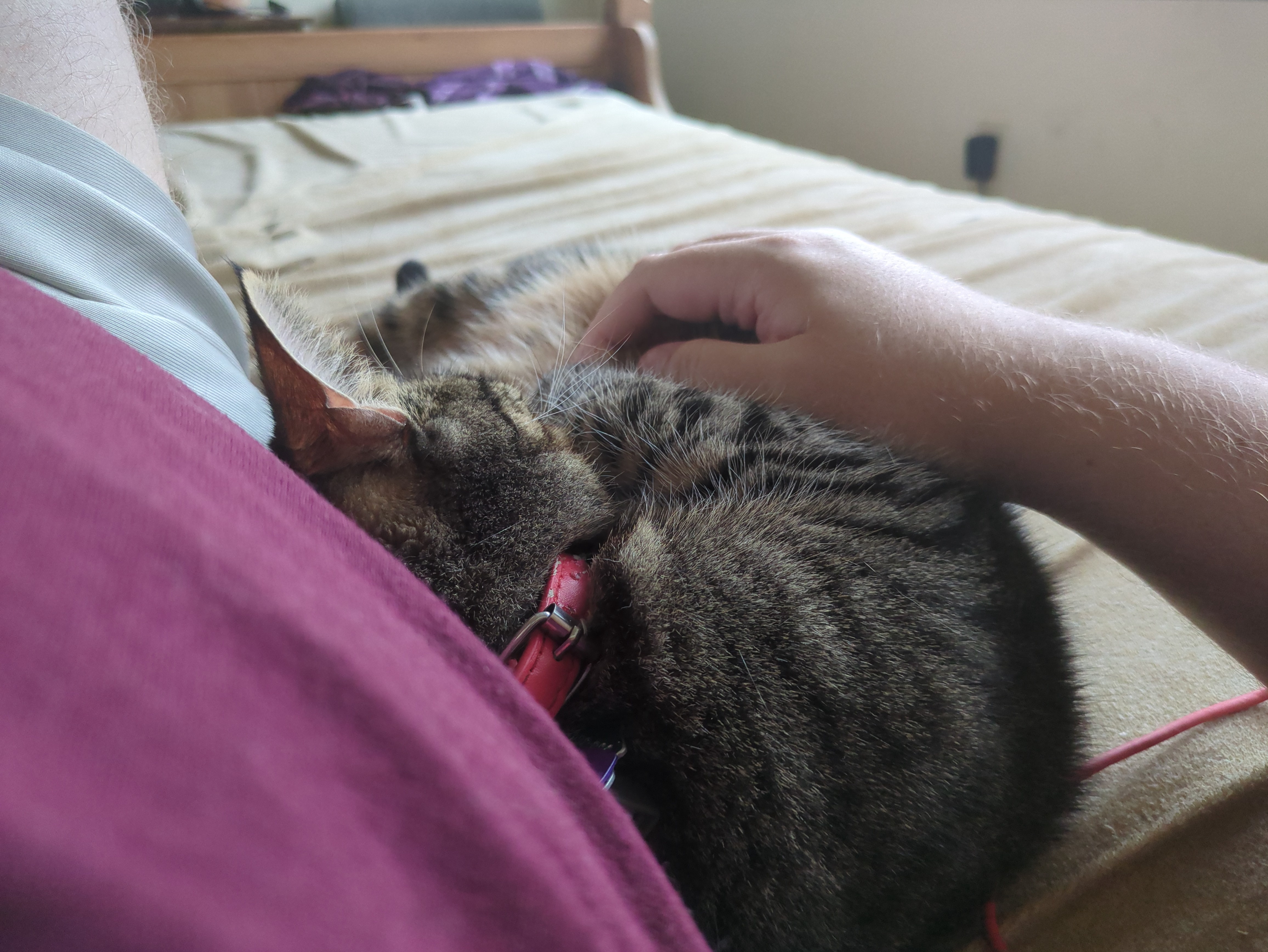 A Purrfectly Happy Kitty