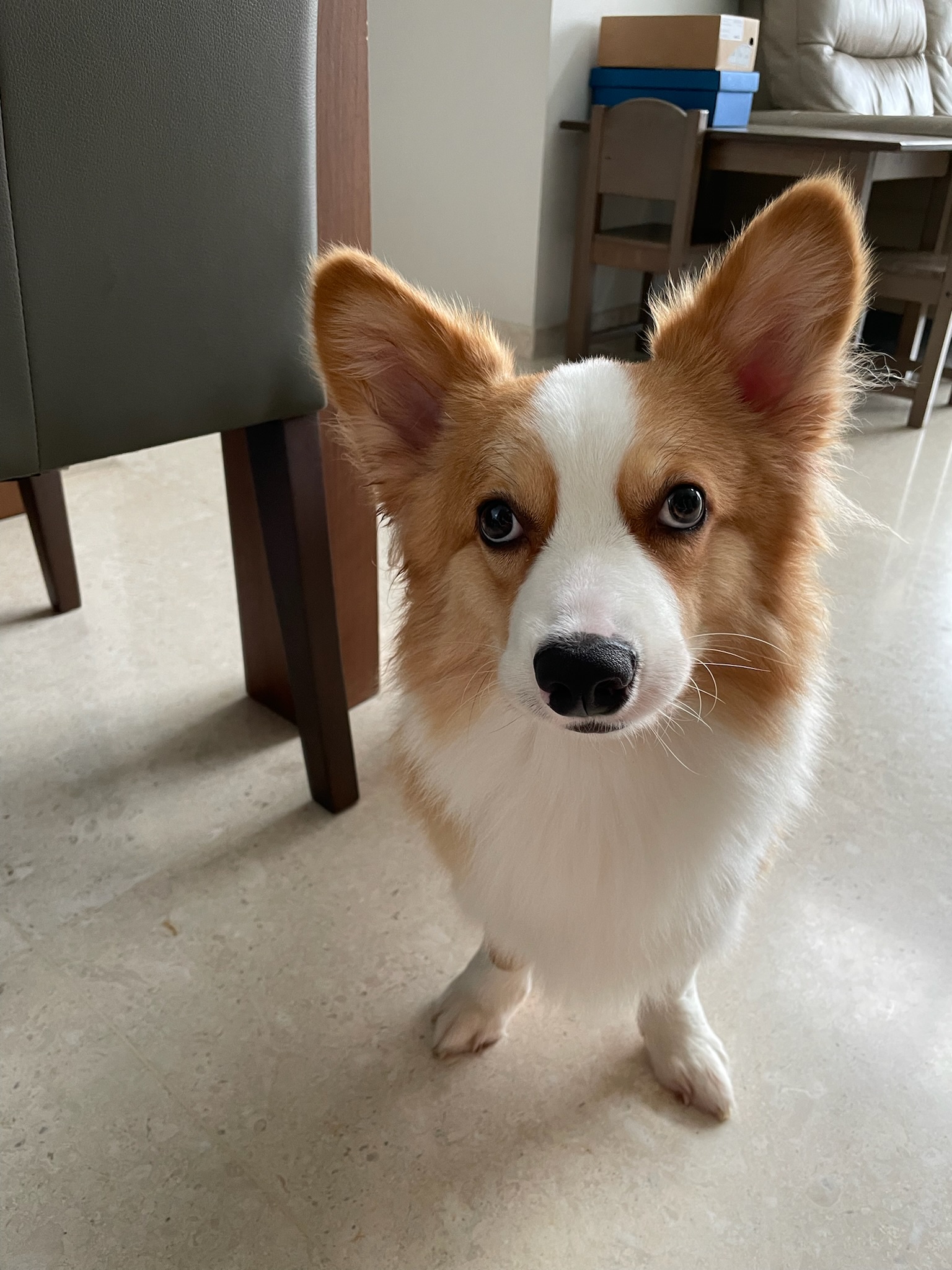 The Adorable Corgi: A Bundle of Joy