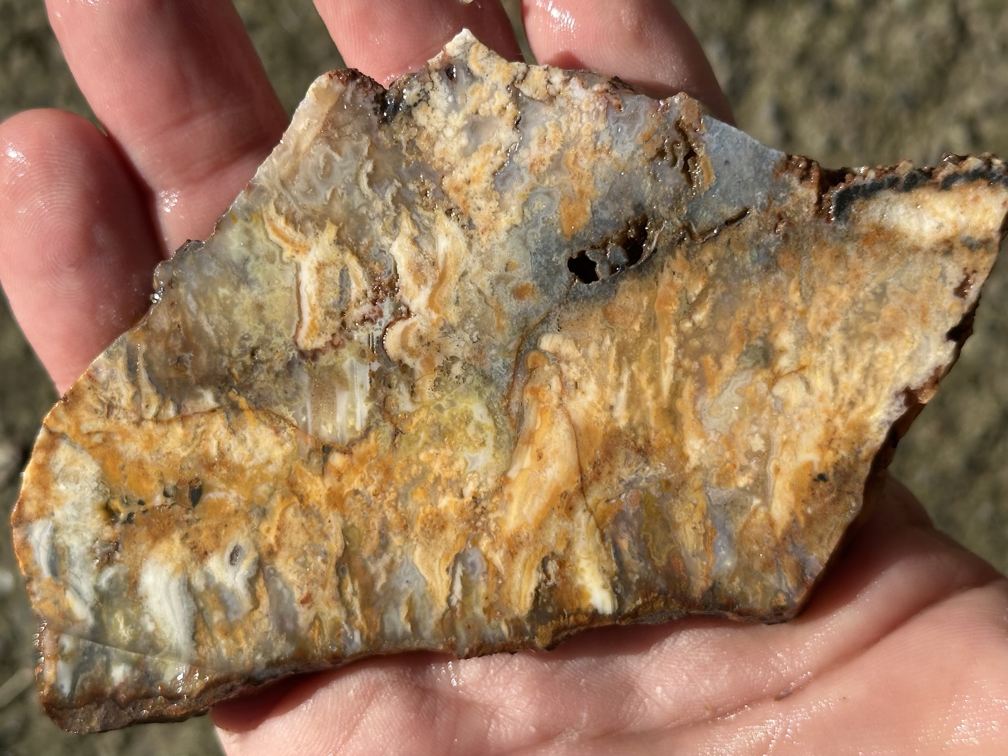 Stunning Plume Agate Lapidary Slab on display.