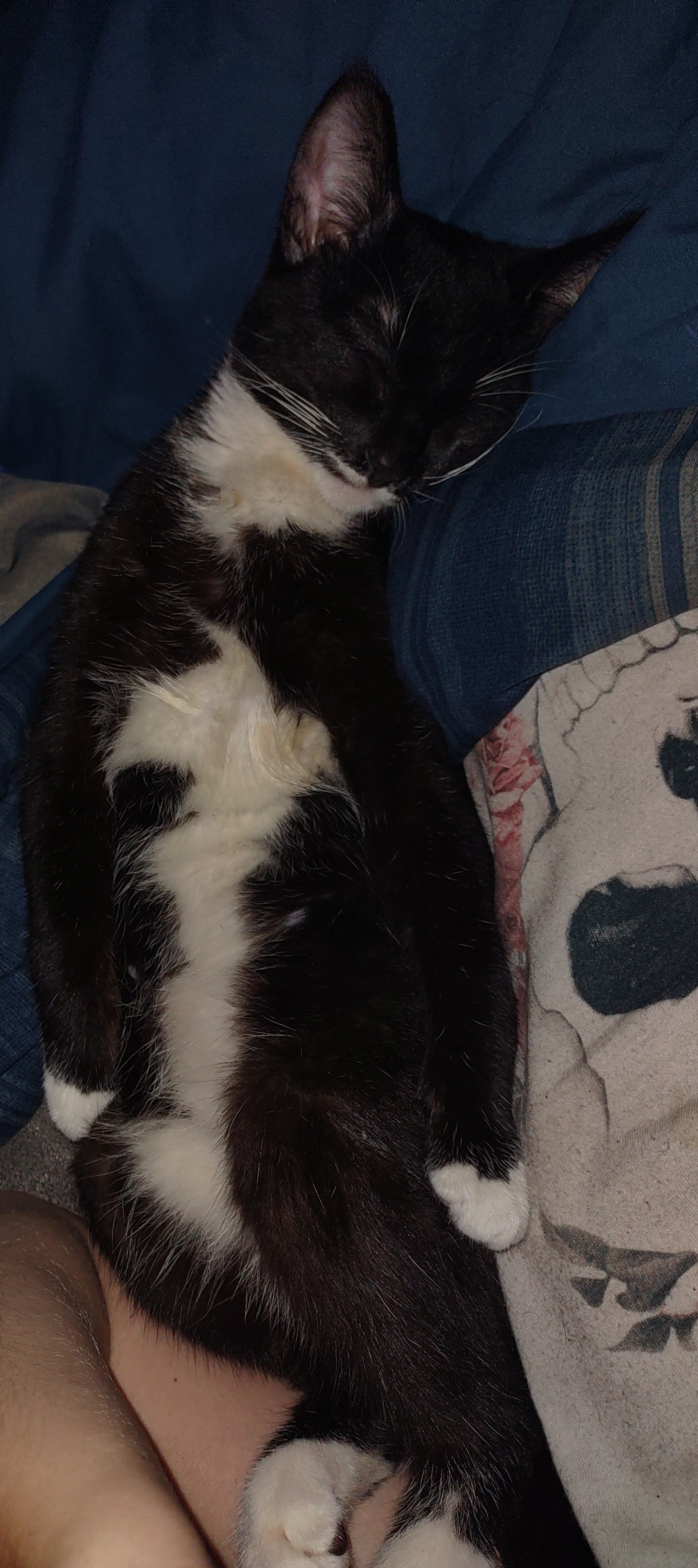 Early Morning Vibes: No Food Pics Yet, But Meet Our Adorable Oreo Baby!