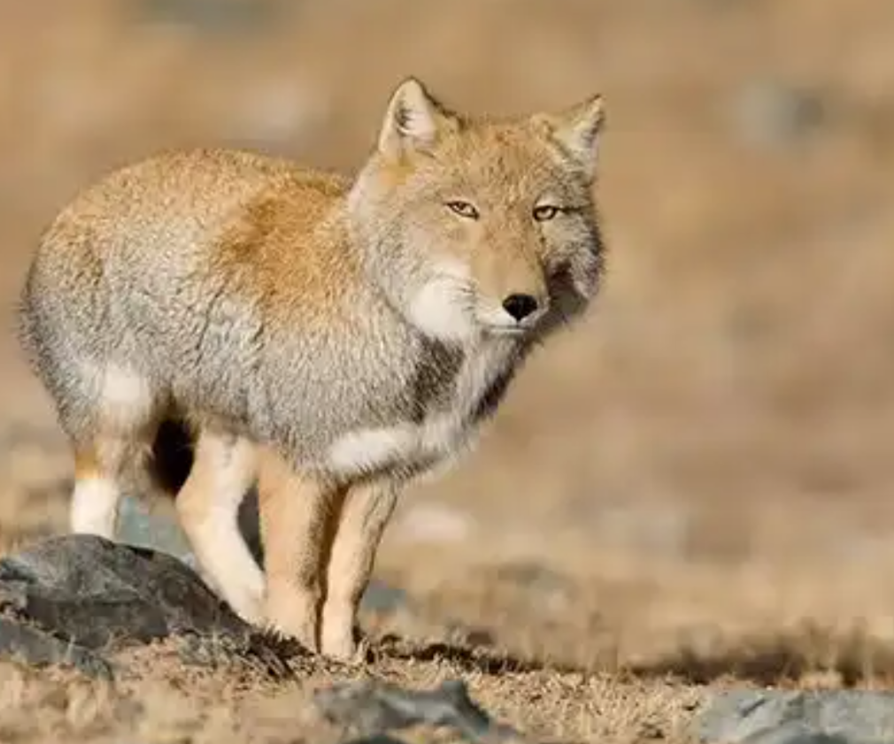 Greetings Imgur! Today, I'm the Enthusiastic Biologist Showcasing Uniquely Shaped Foxes