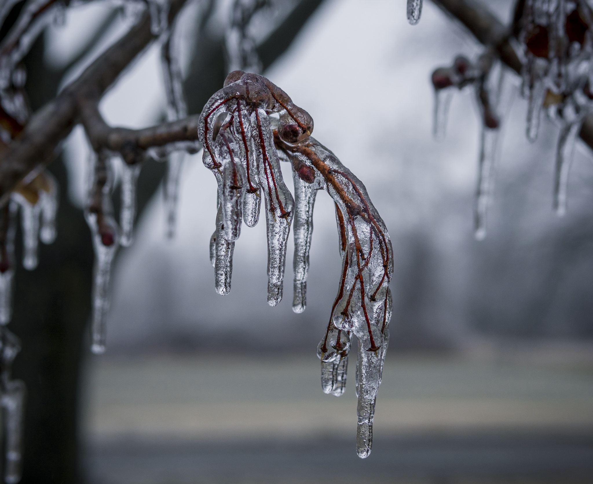 A Branch Dressed in Ice: Nature's Frozen Art