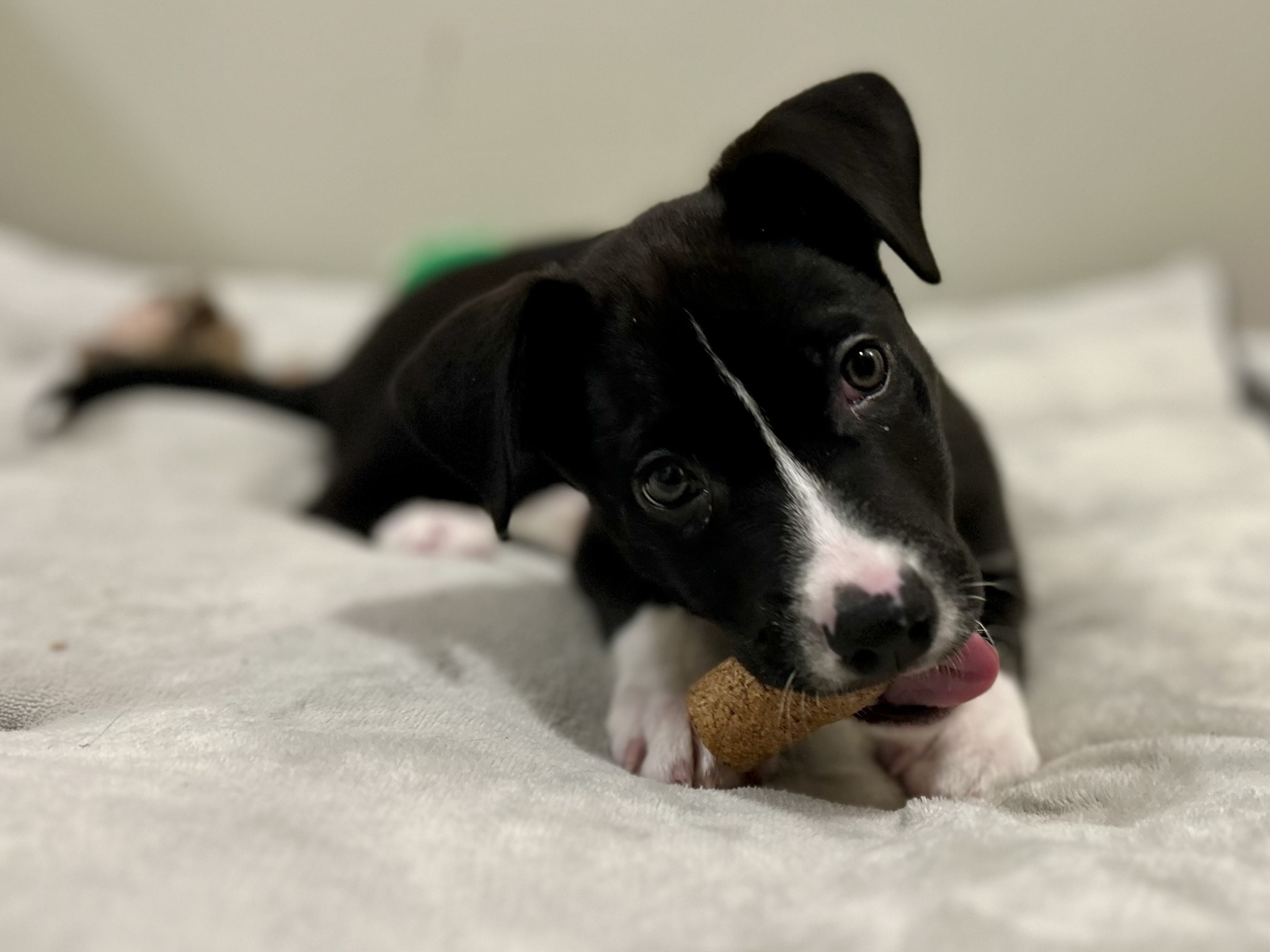 Meet Waffles, our new furry friend! It's been a week of sleepless nights since we brought him home!