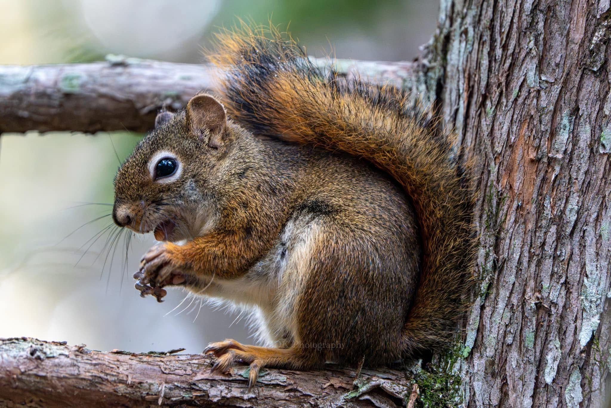 Meet the Adorable Red Squirrel