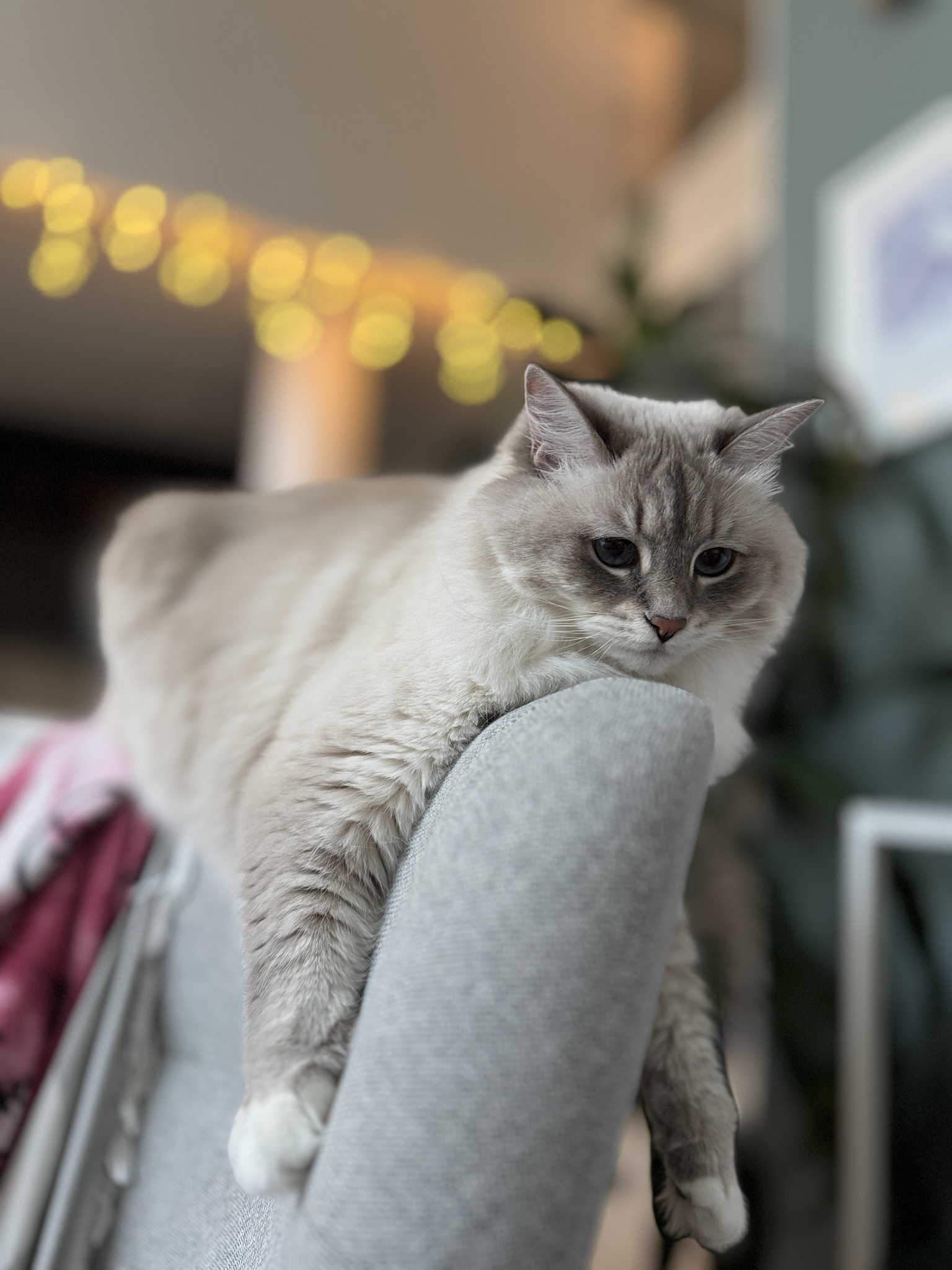 Embracing the Lazy Caturday Vibes